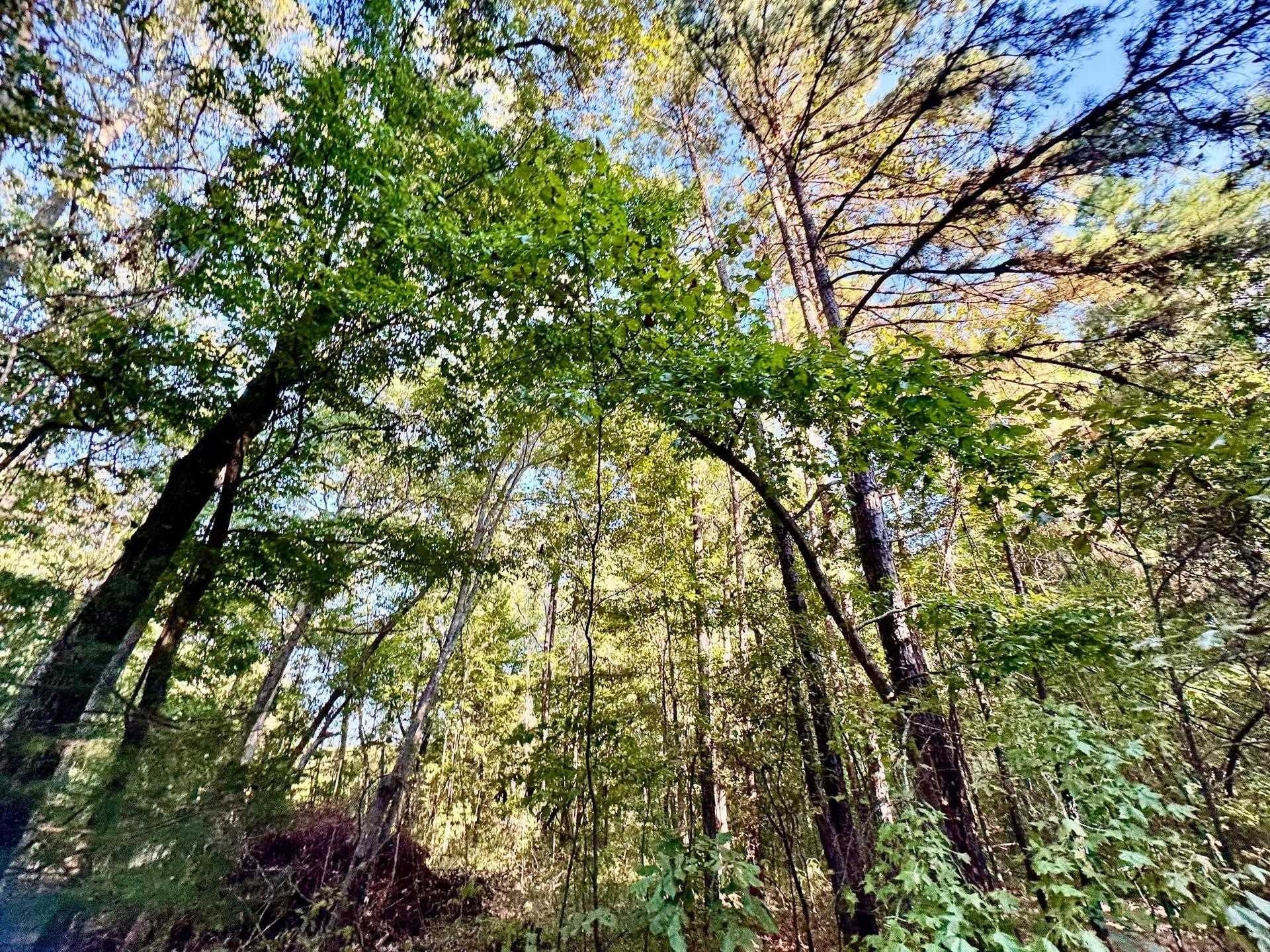 5 acres in Cass County - photo 8