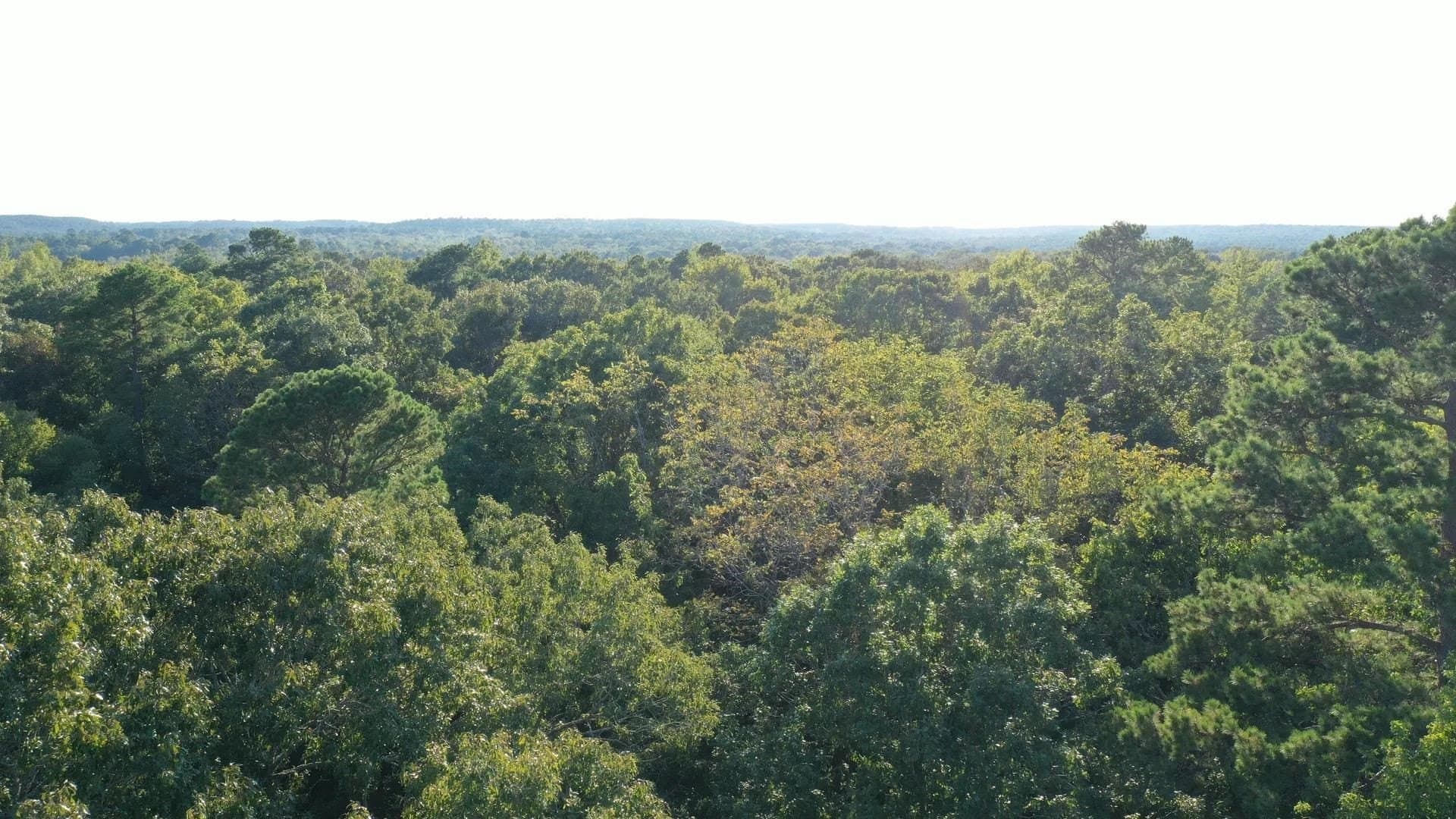 5 acres in Cass County - photo 2