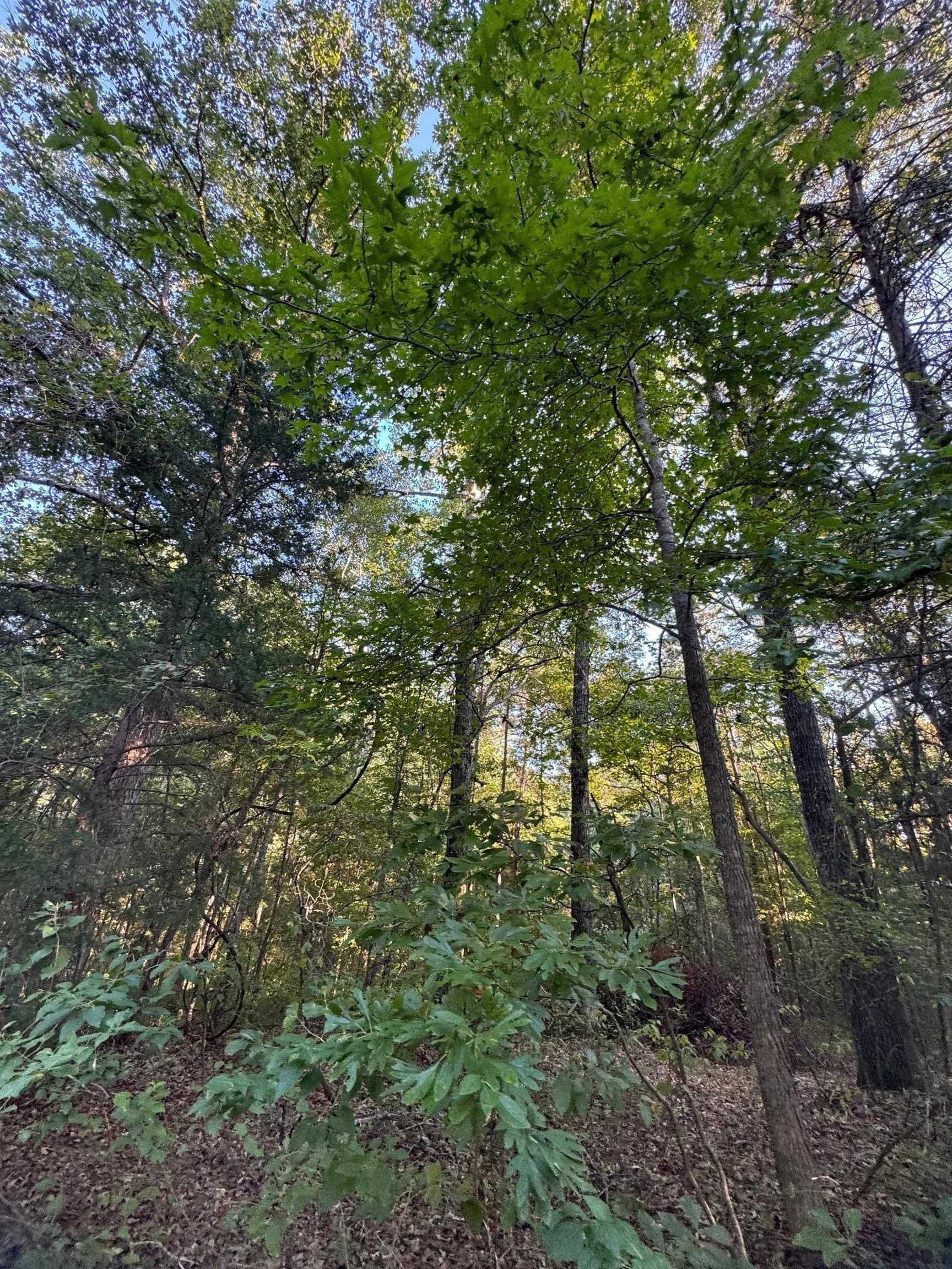 5 acres in Cass County - photo 14