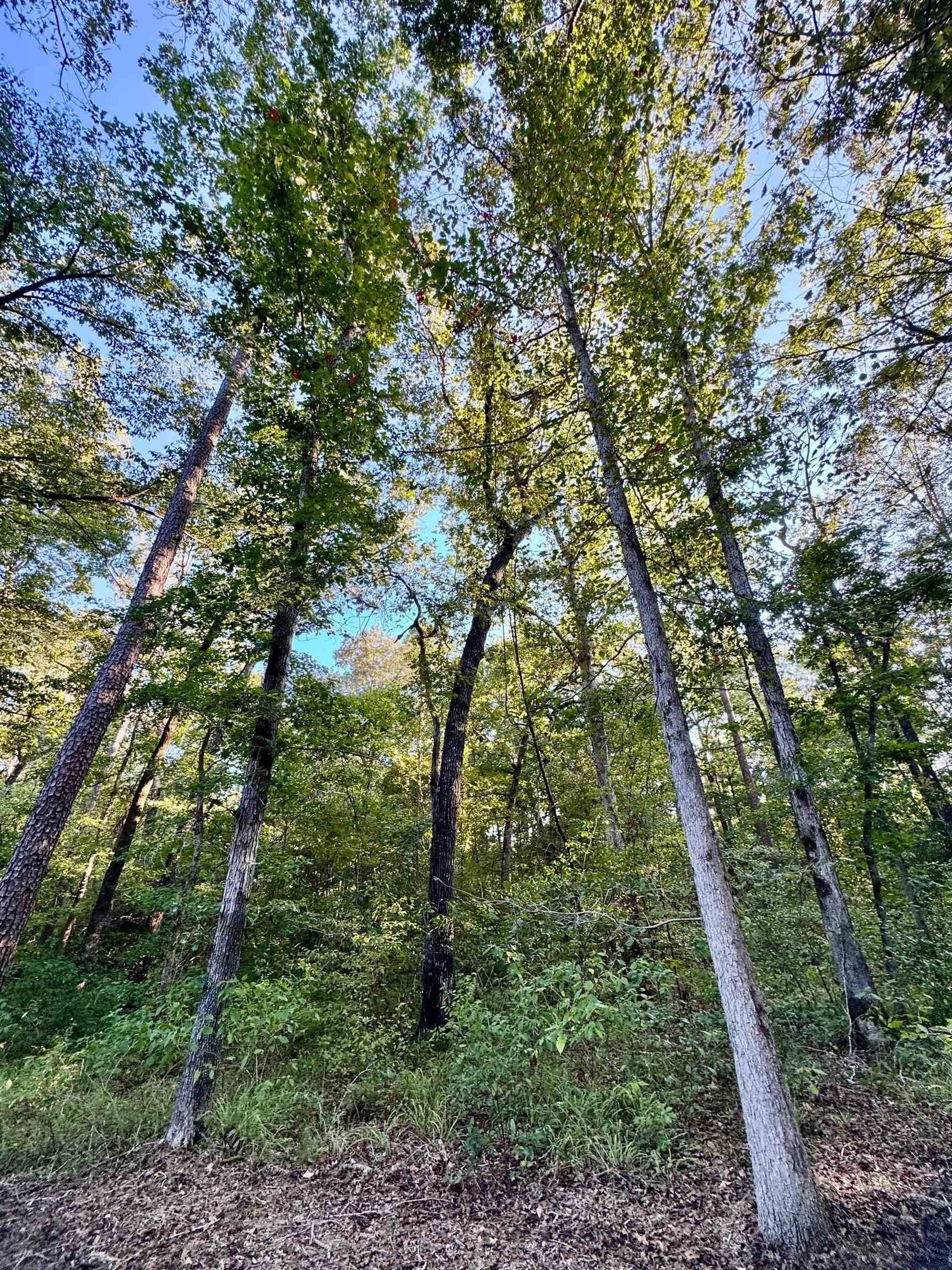 5 acres in Cass County - photo 13