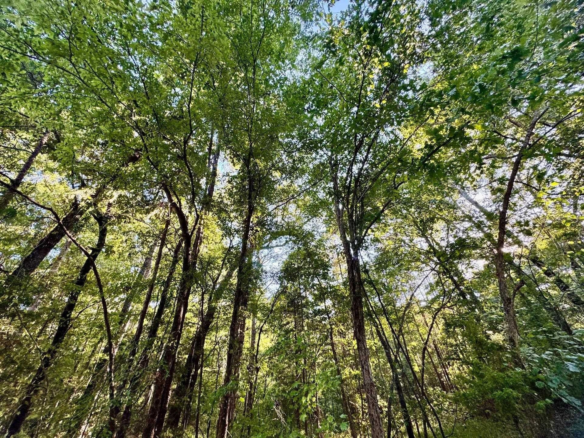 5 acres in Cass County - photo 6