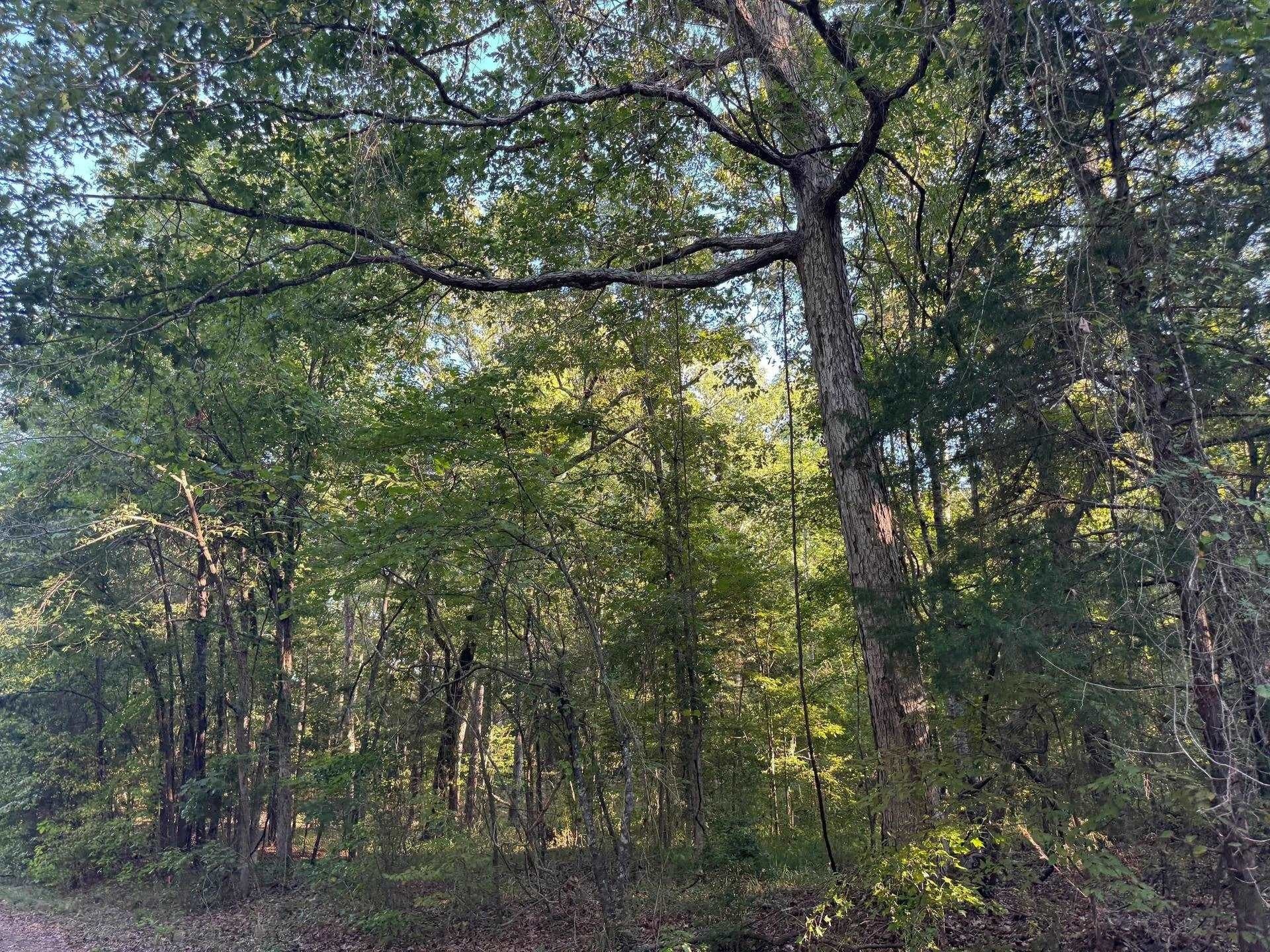 5 acres in Cass County - photo 21
