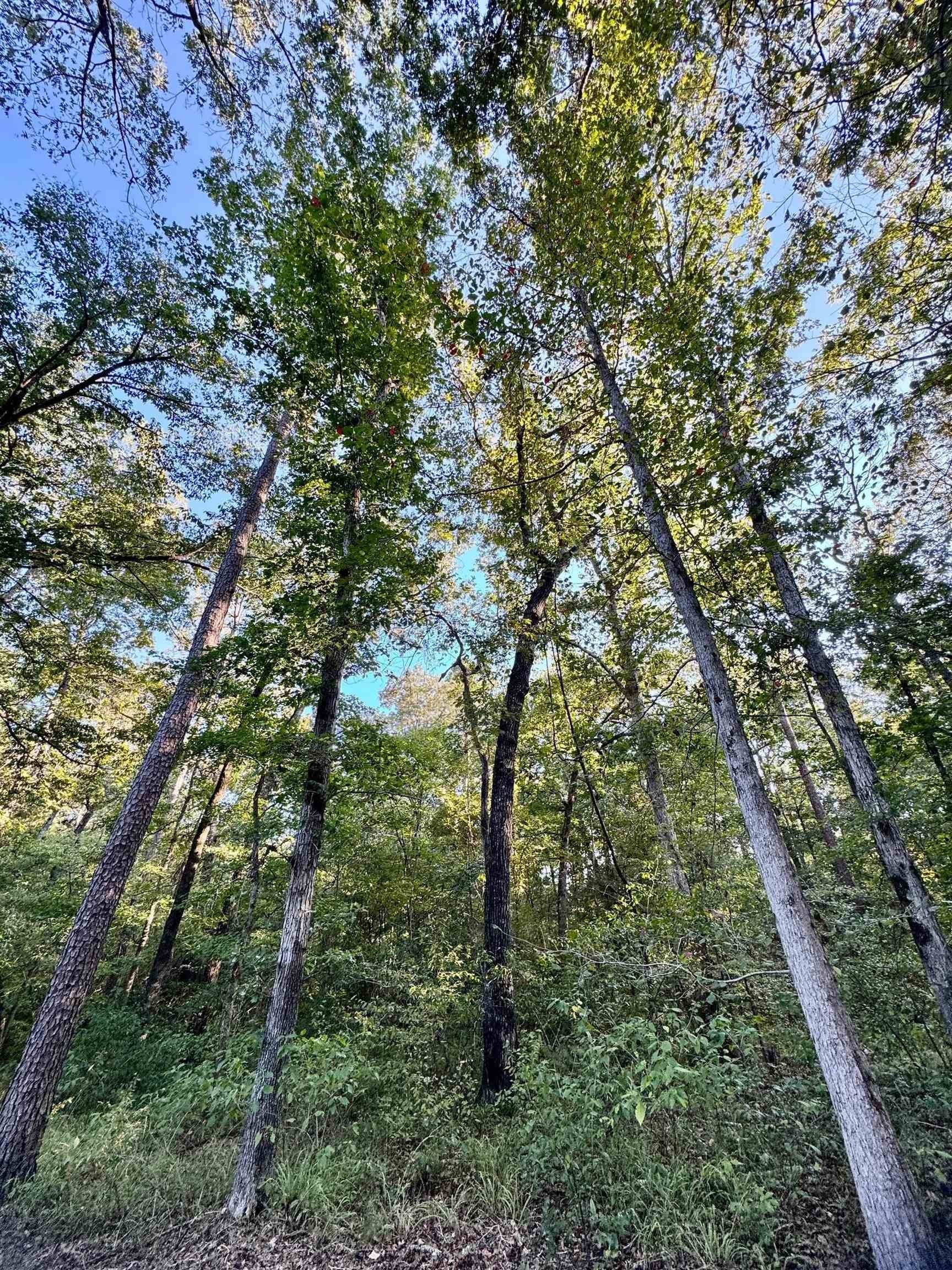 5 acres in Cass County - photo 16