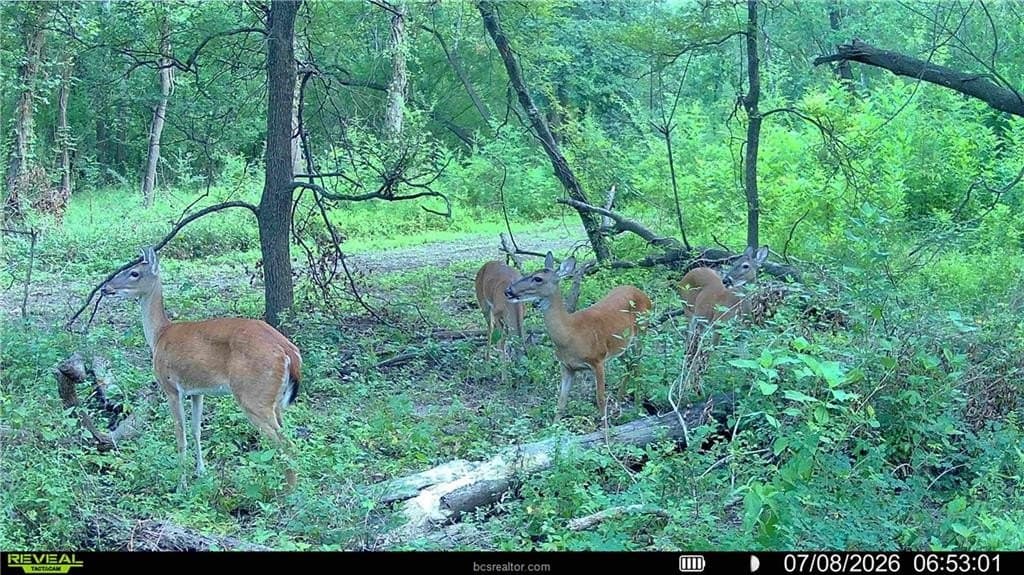 62.35 acres in Madison County - photo 21