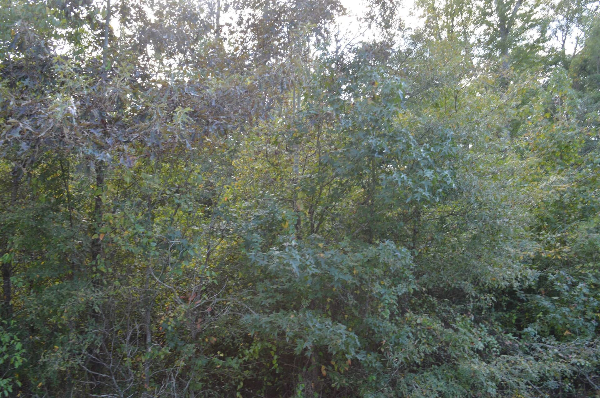 6 acres in Texas County - photo 2