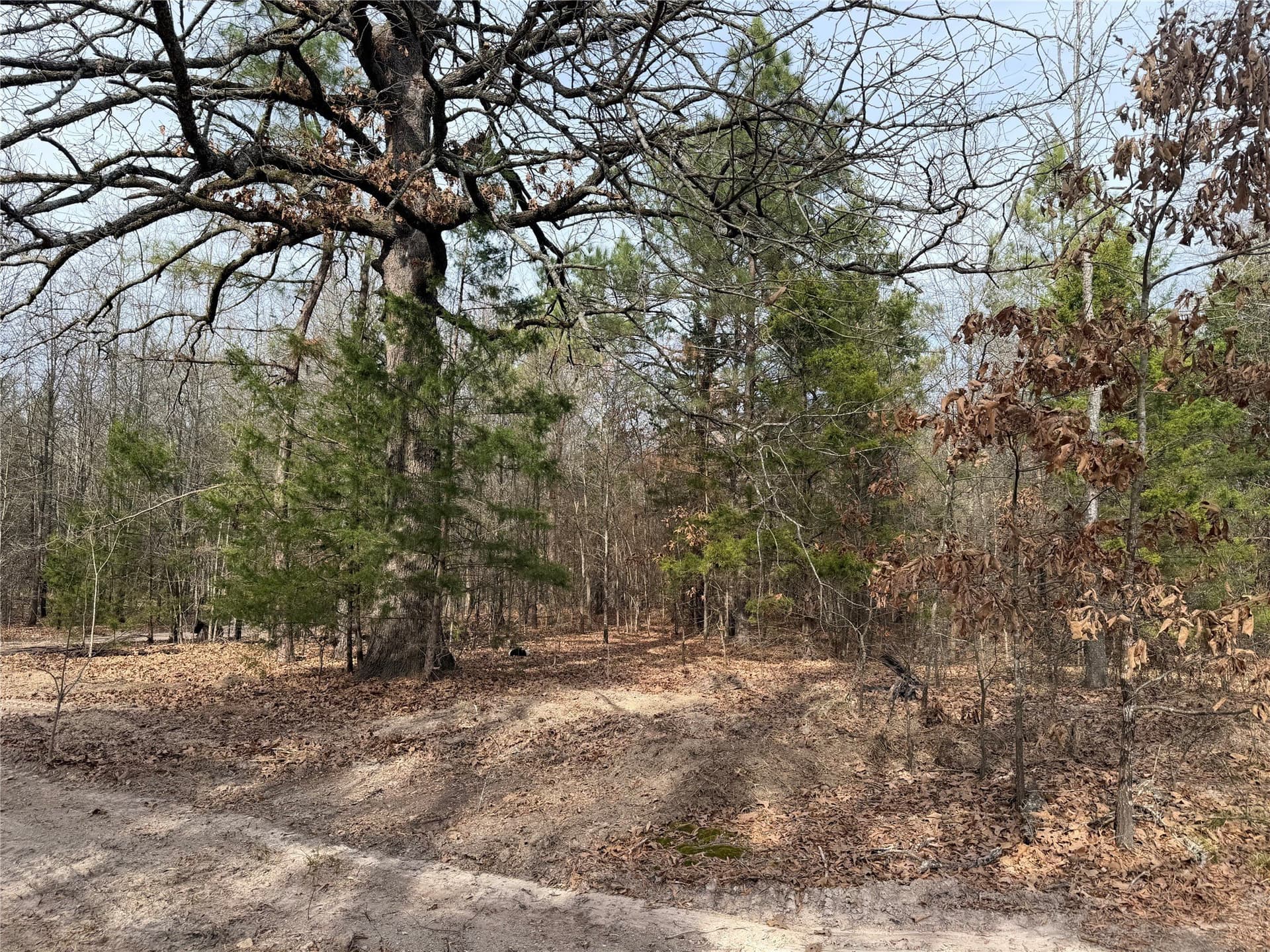 13.2 acres in Red River (TX) County - photo 8