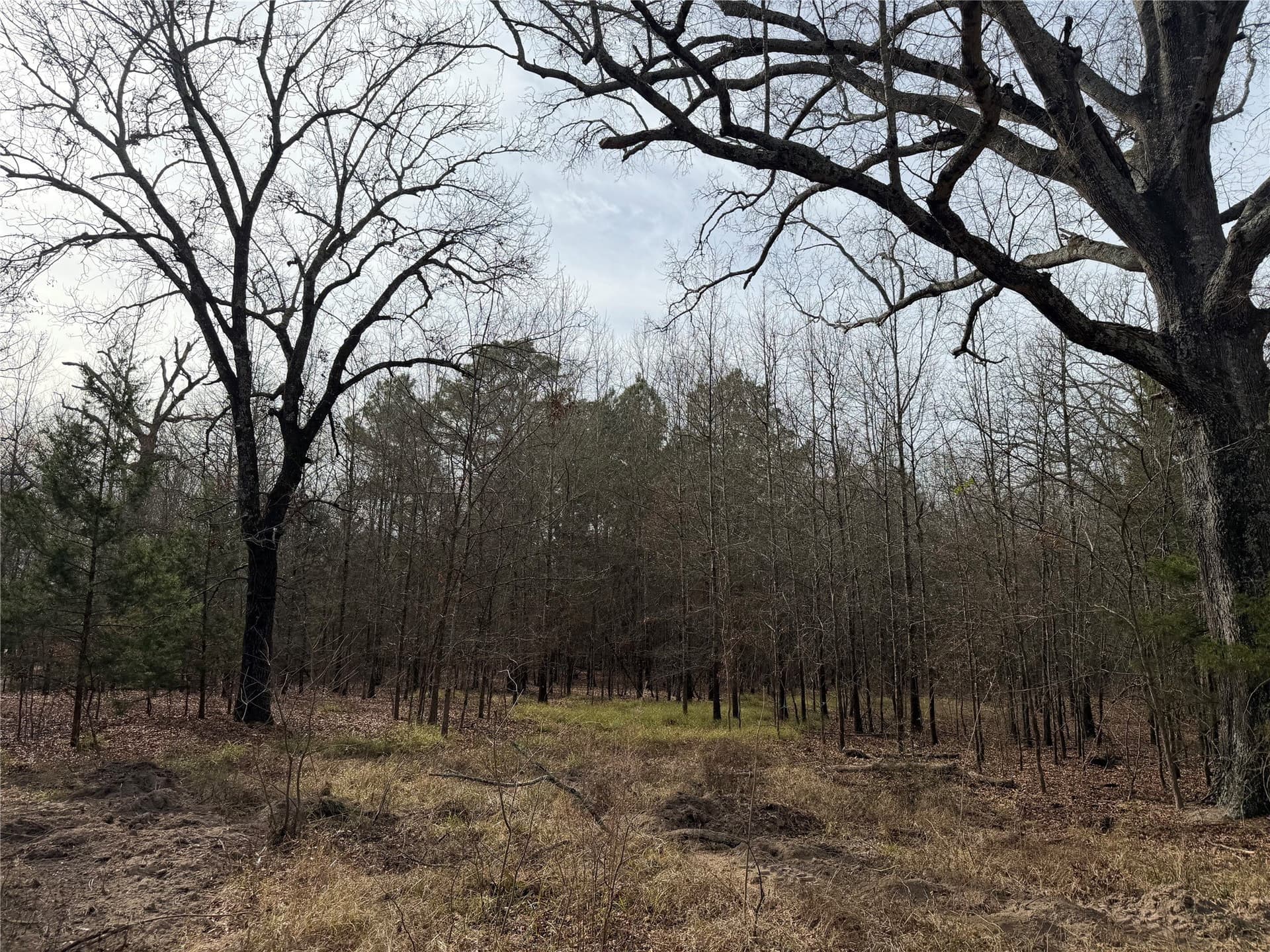 13.2 acres in Red River (TX) County - photo 4