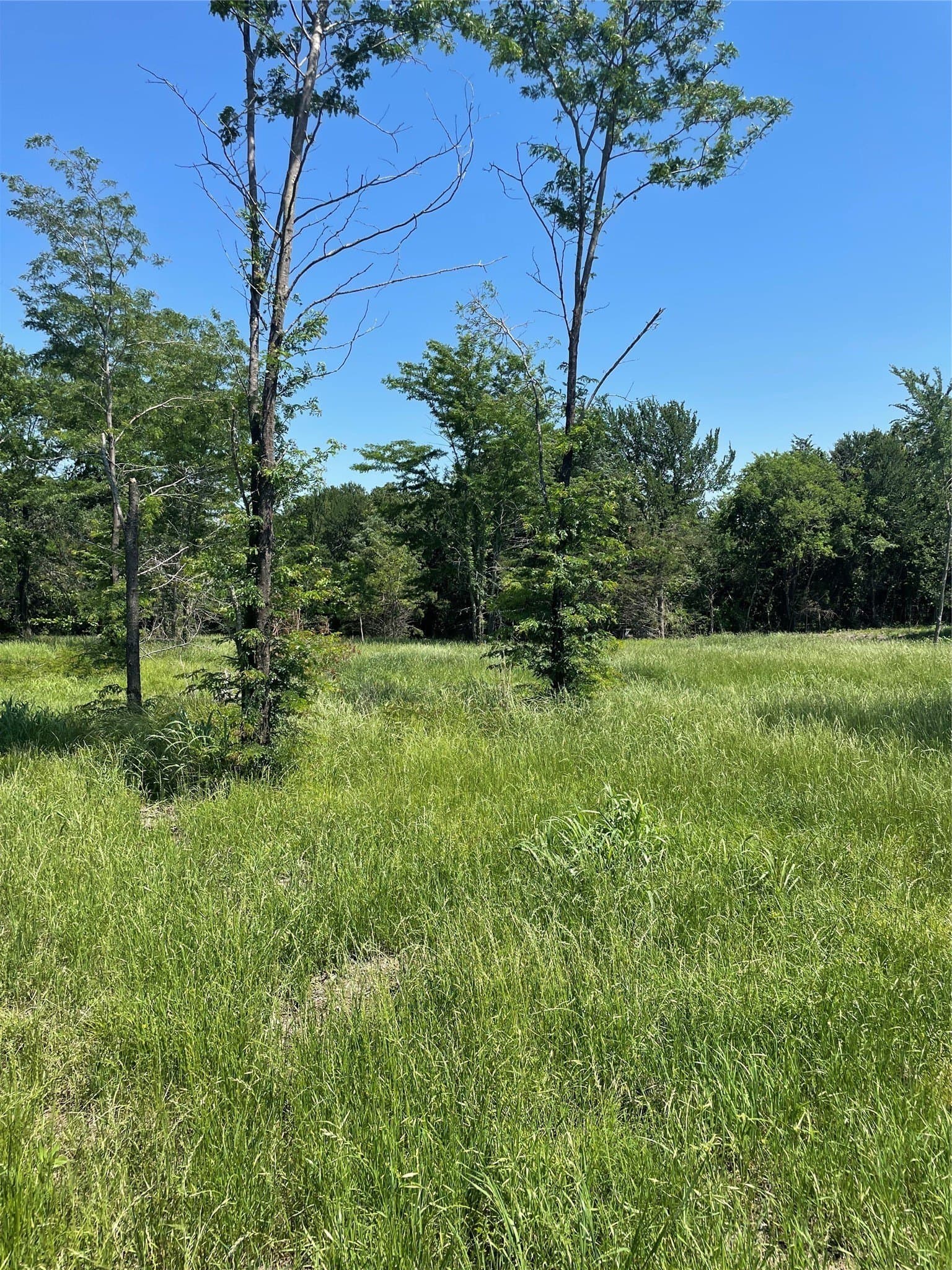 1.44 acres in Fannin County gallery image 3