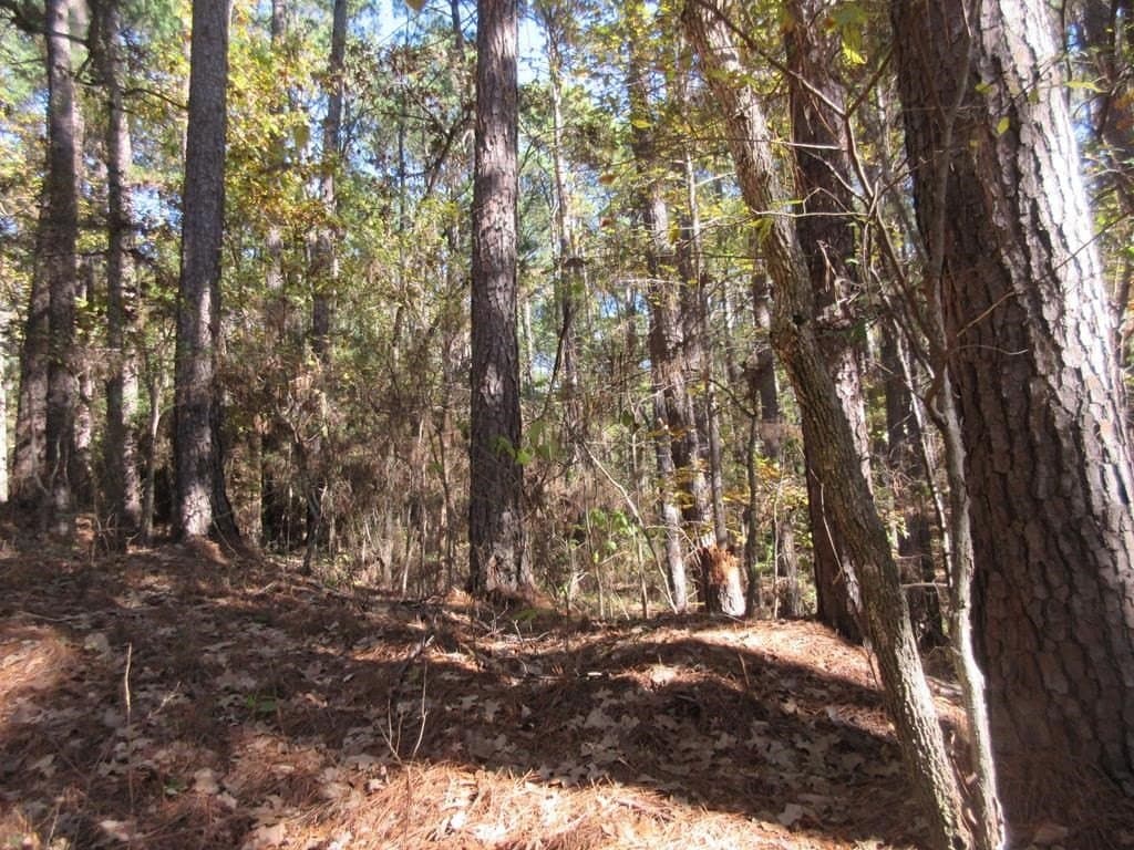 4.69 acres in ANDERSON County - photo 7
