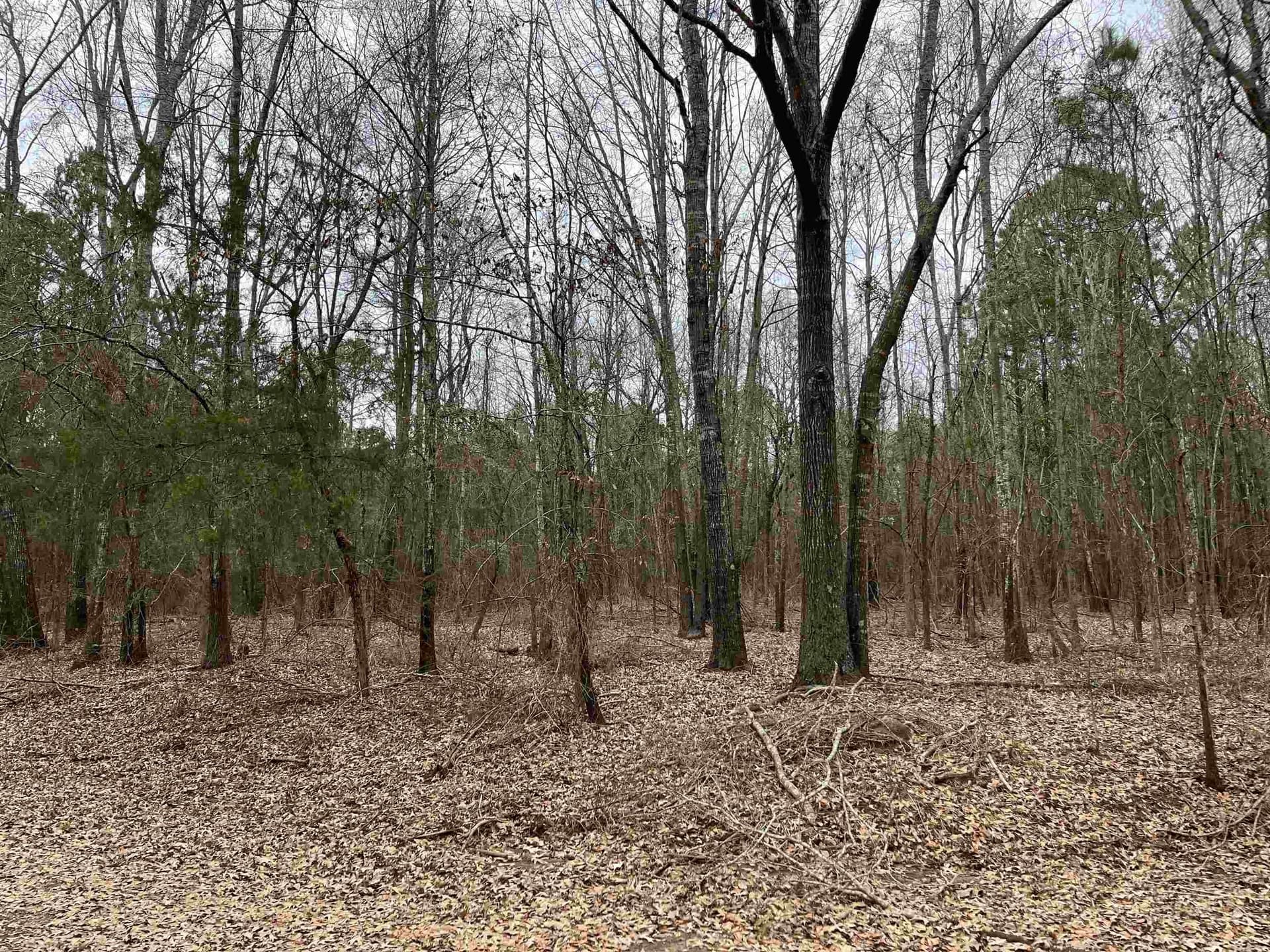 120.91 acres in Gregg County - photo 23