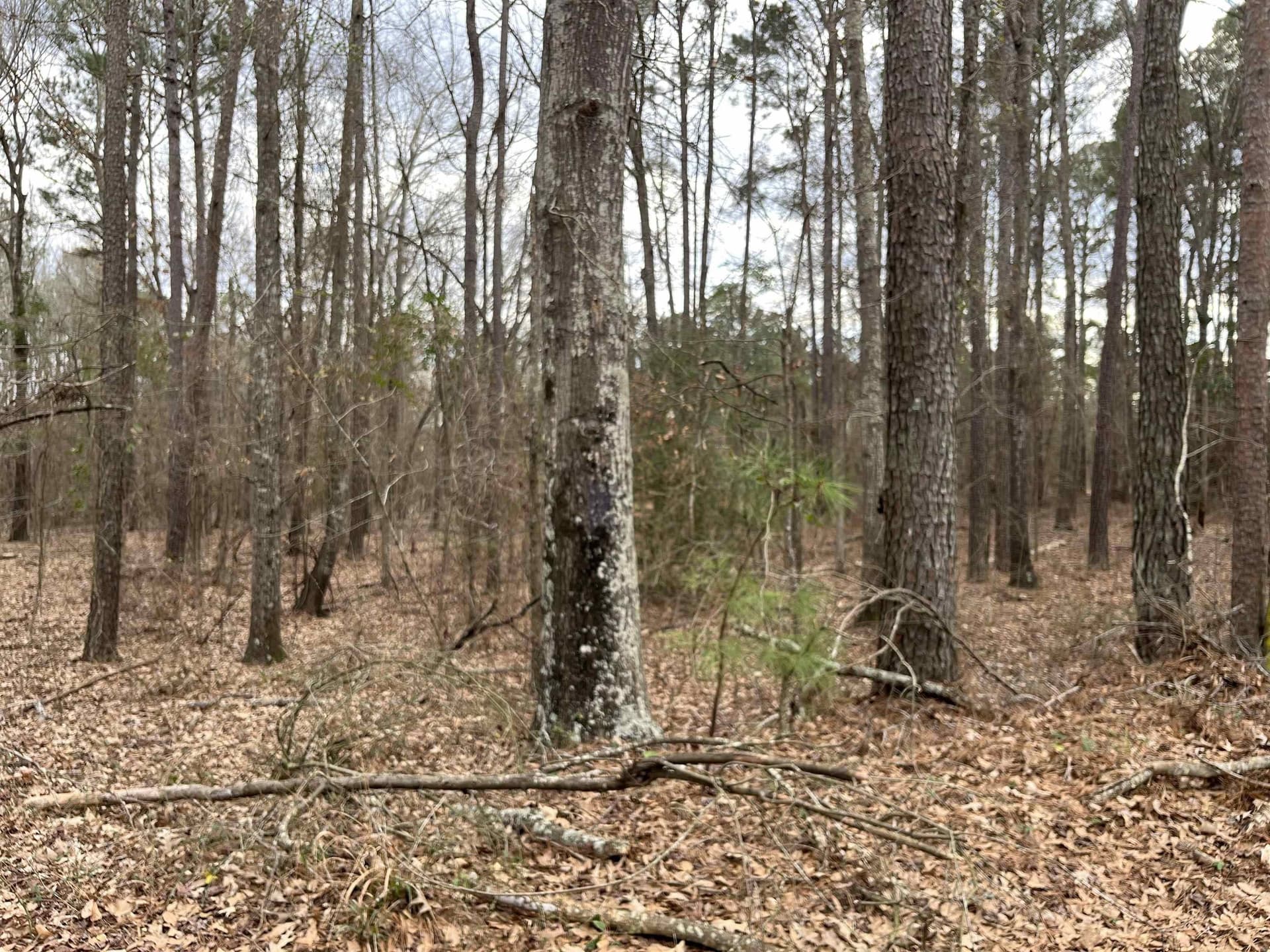 120.91 acres in Gregg County - photo 8