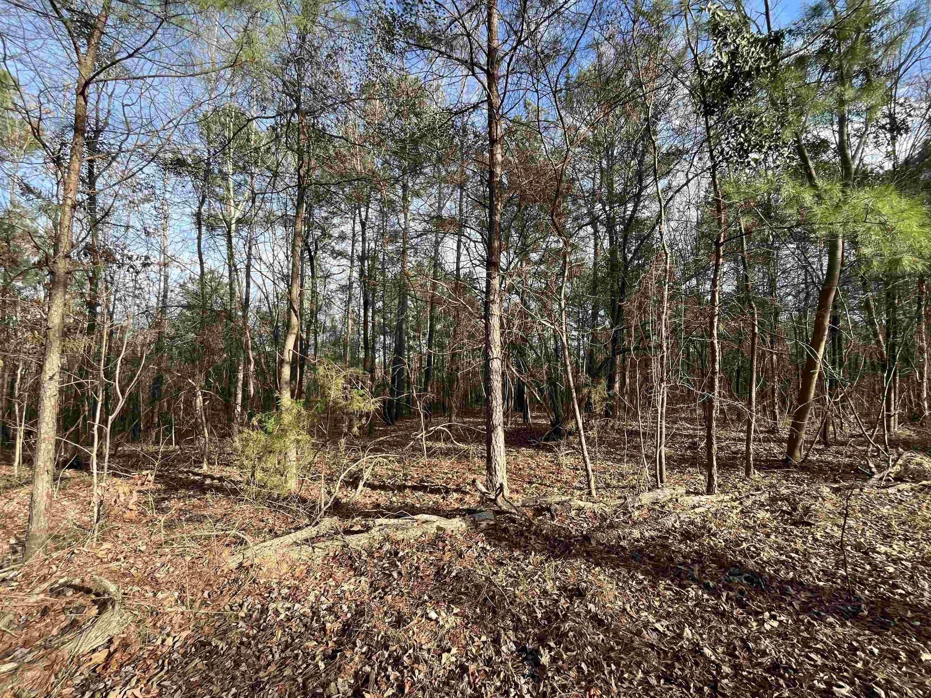120.91 acres in Gregg County - photo 20
