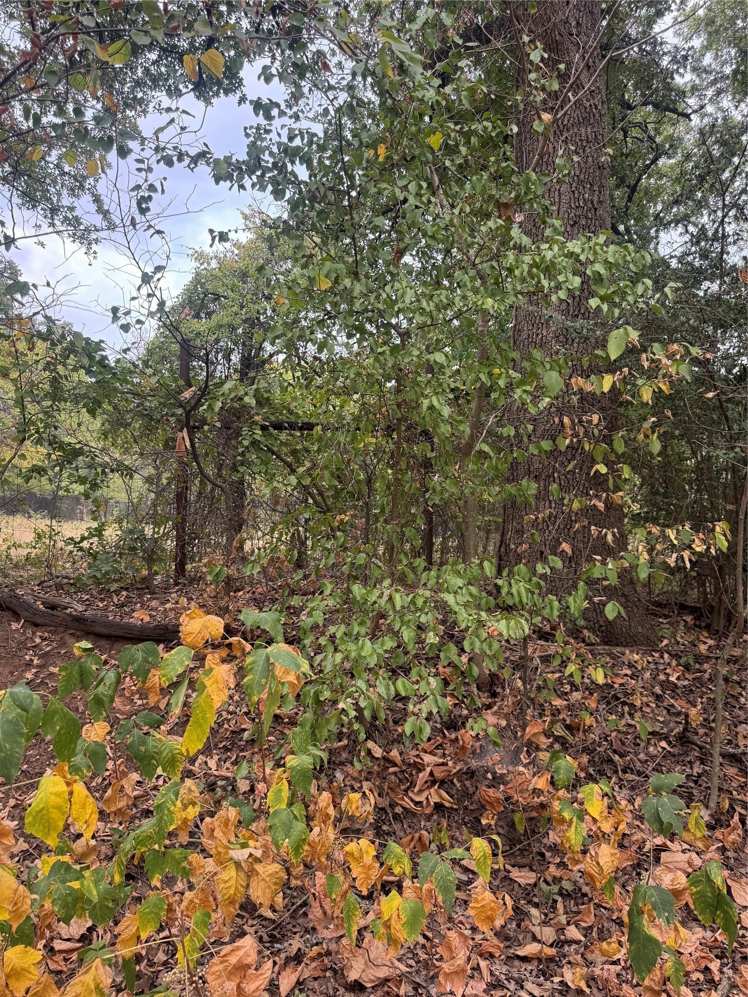 2 acres in Johnson County - photo 2