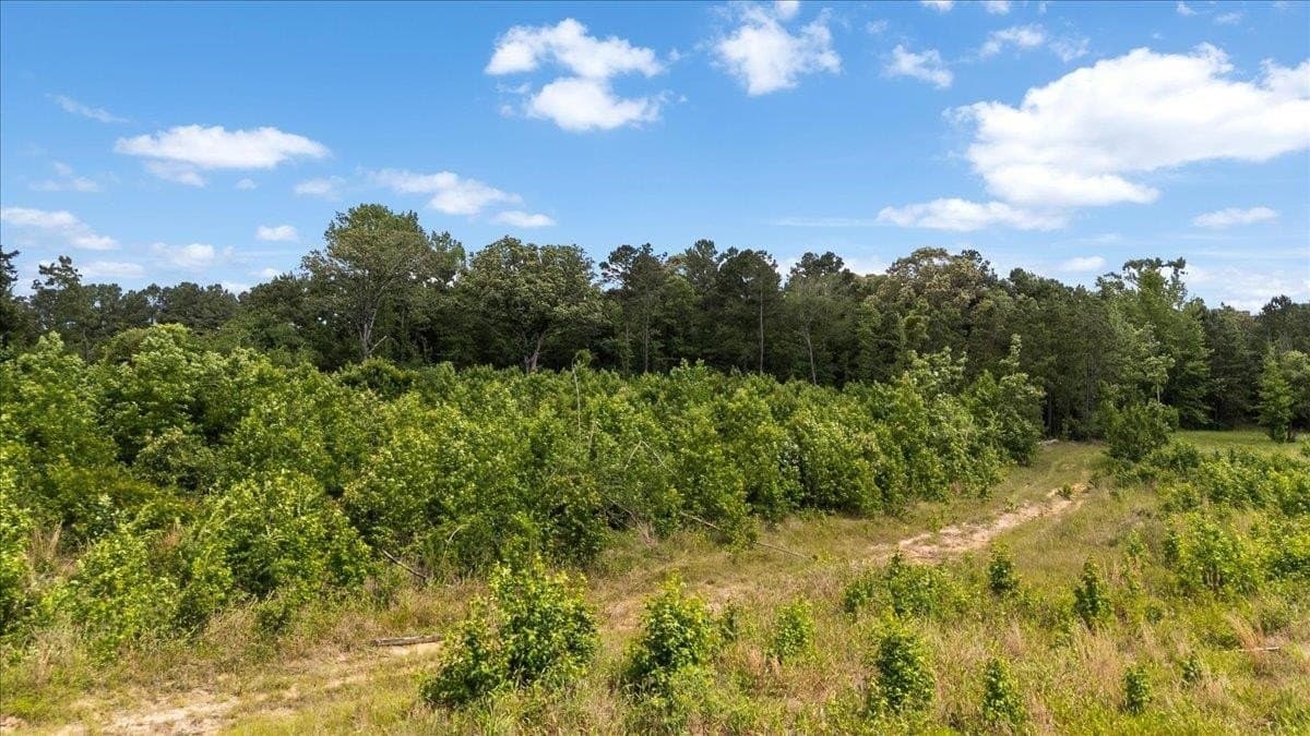 100.56 acres in Wood County - photo 12