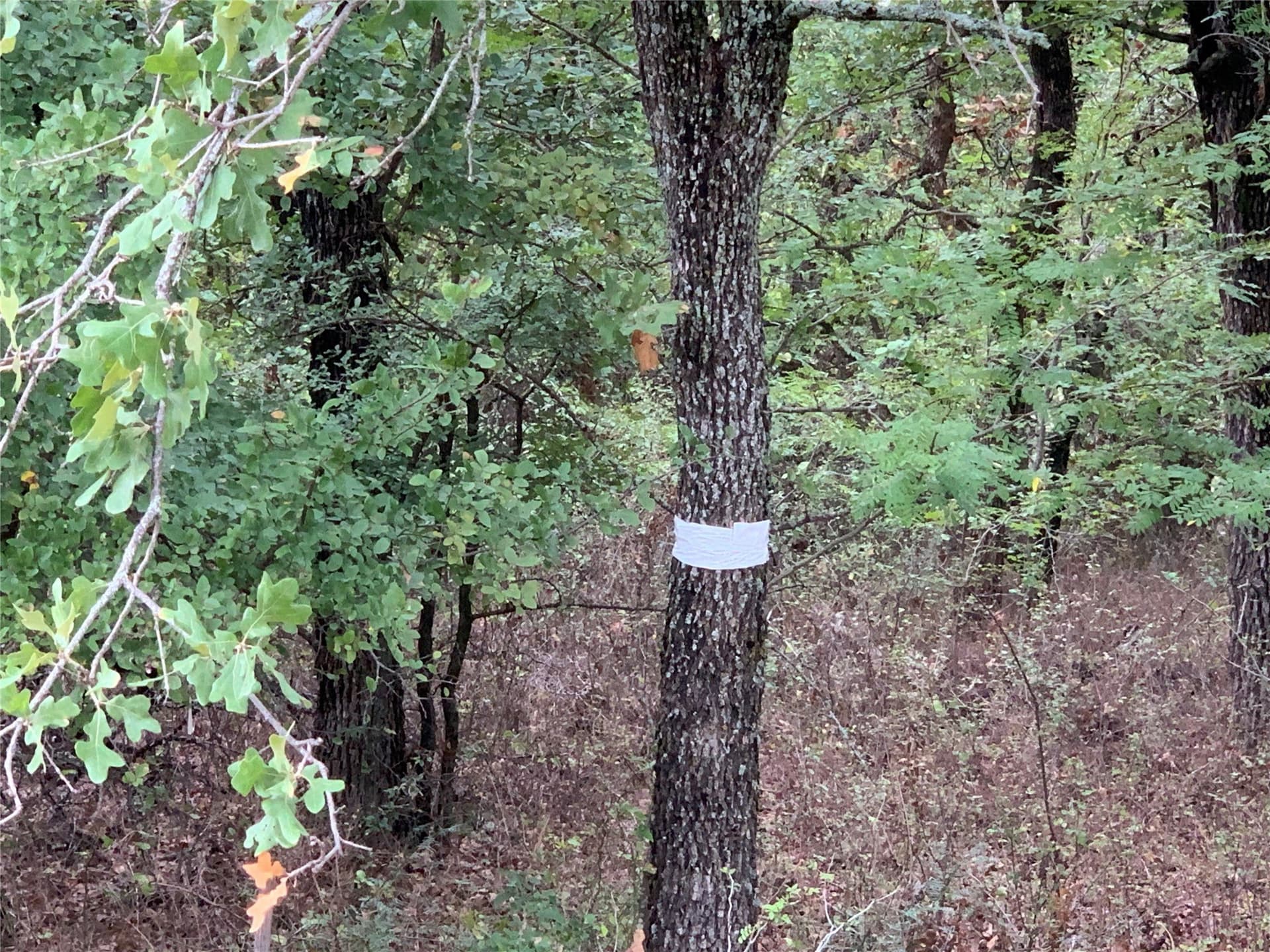 0.25 acres in Wise County - photo 12