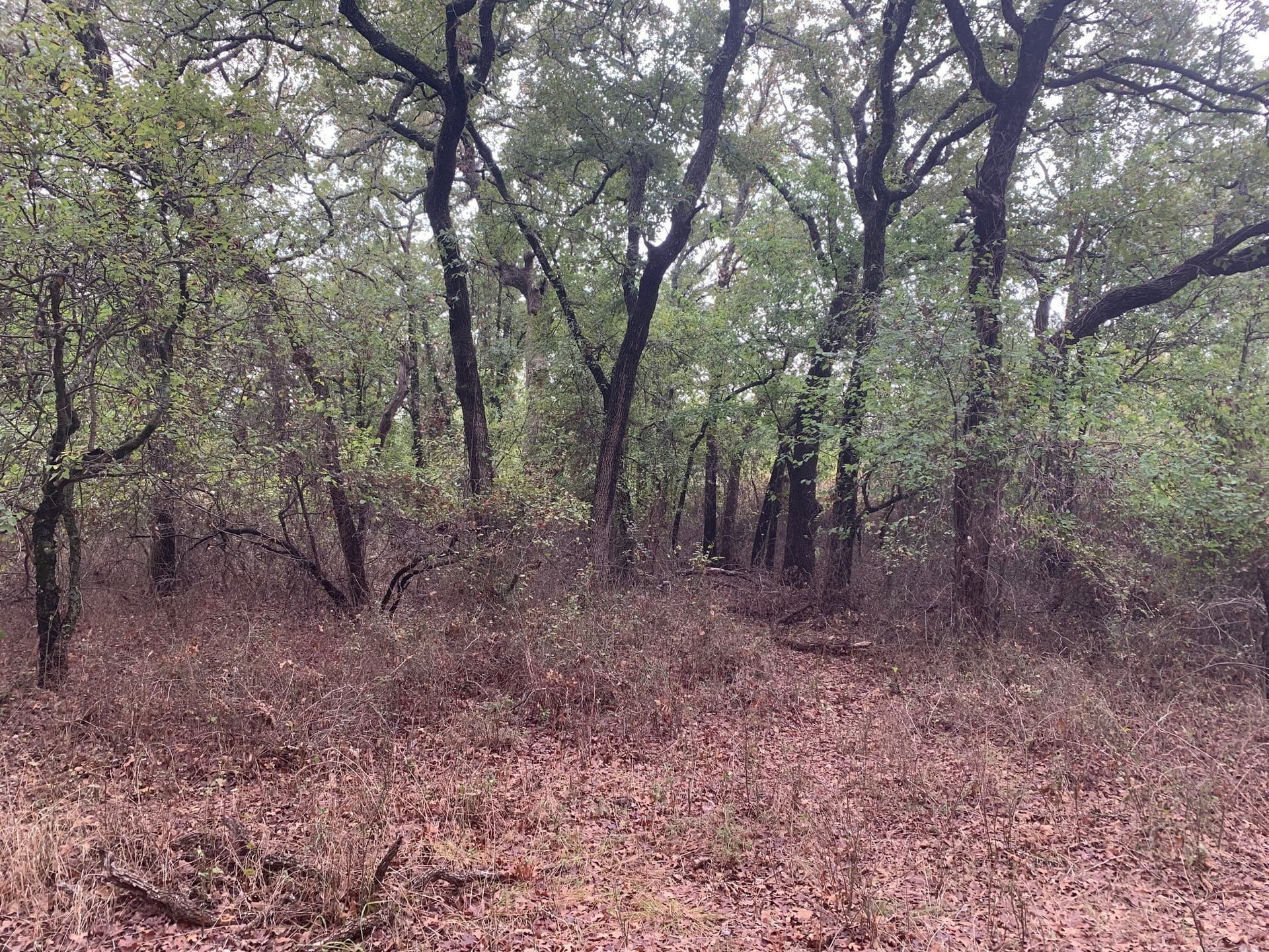0.25 acres in Wise County - photo 5
