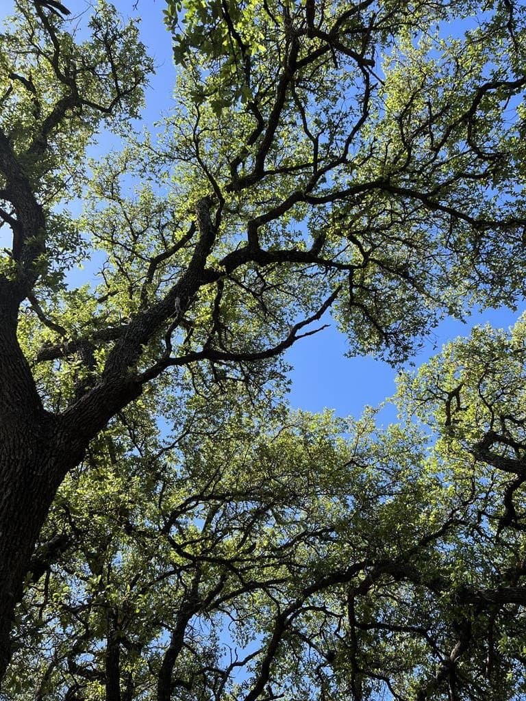 100 acres in Sutton County - photo 13