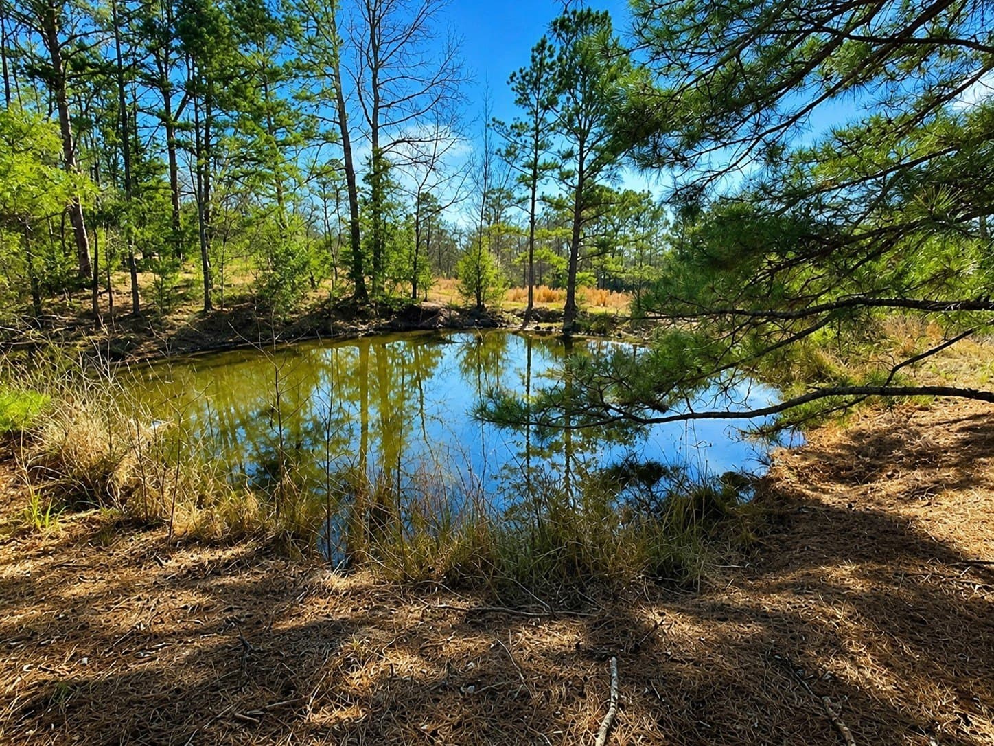 111.7 acres in Wood County gallery image 2