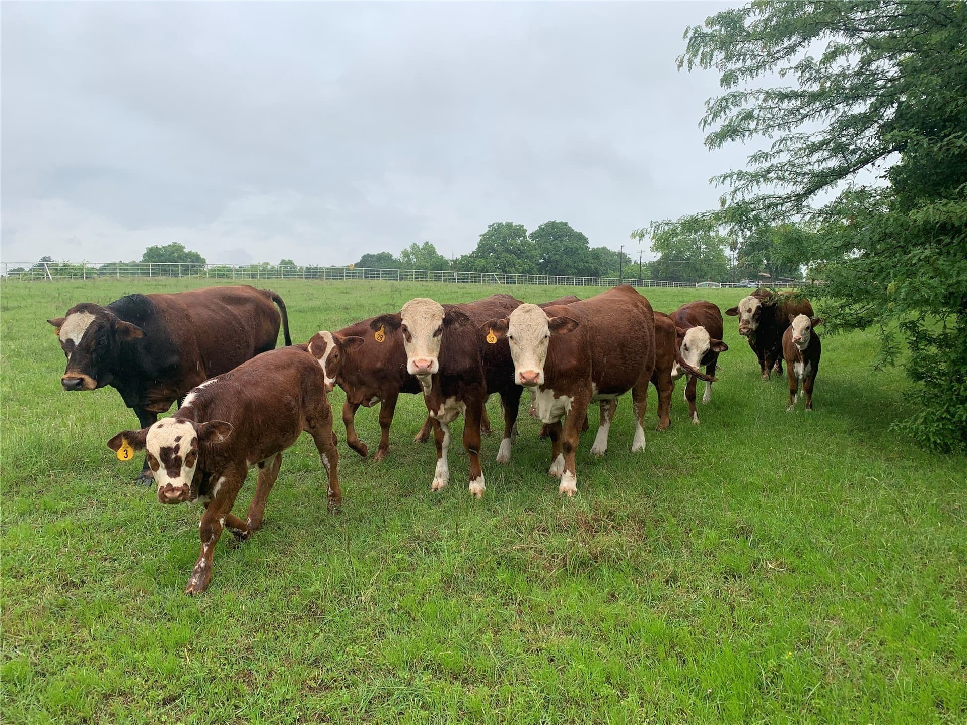 39.03 acres in Dallas County - photo 18