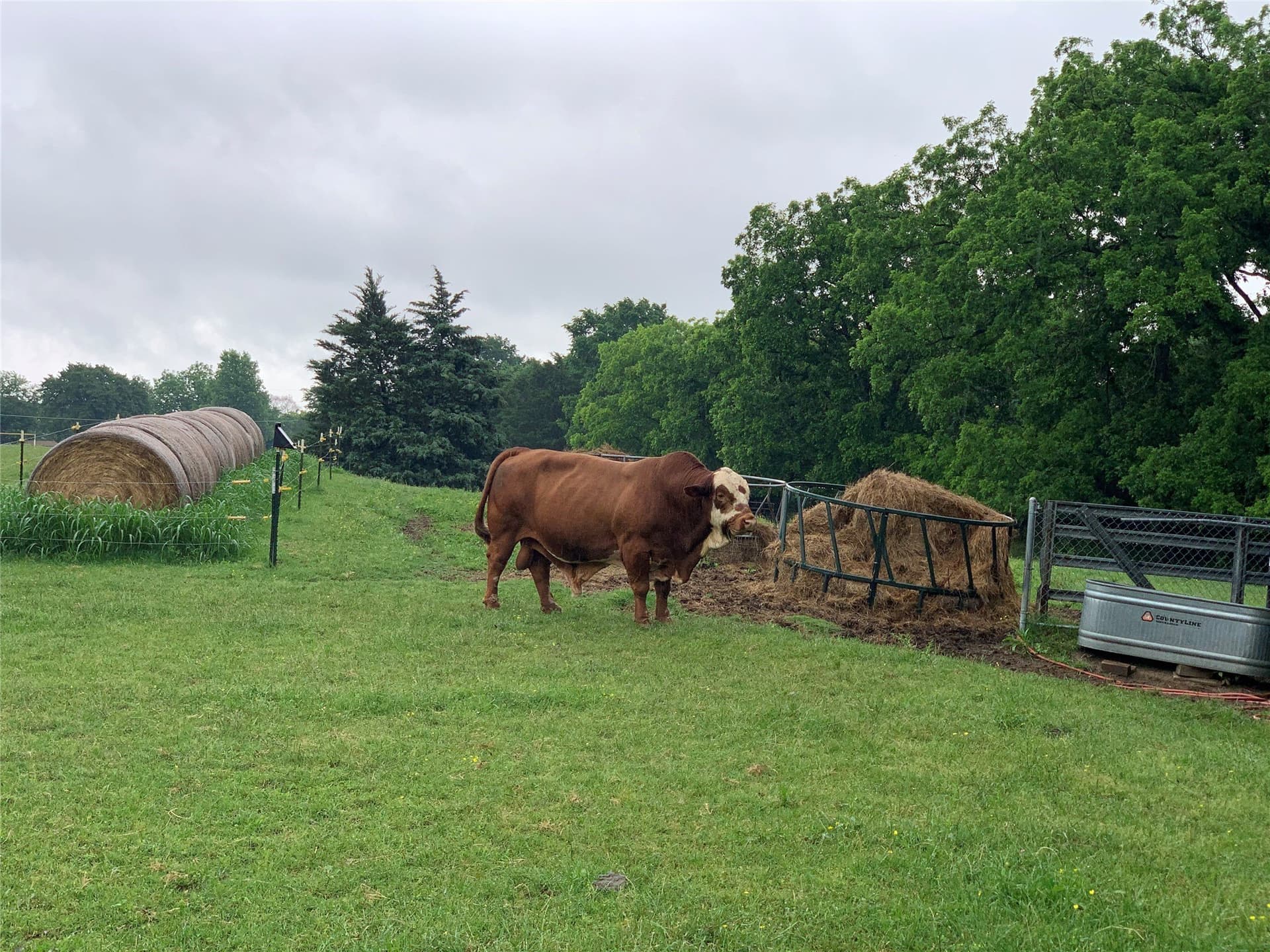 39.03 acres in Dallas County - photo 8