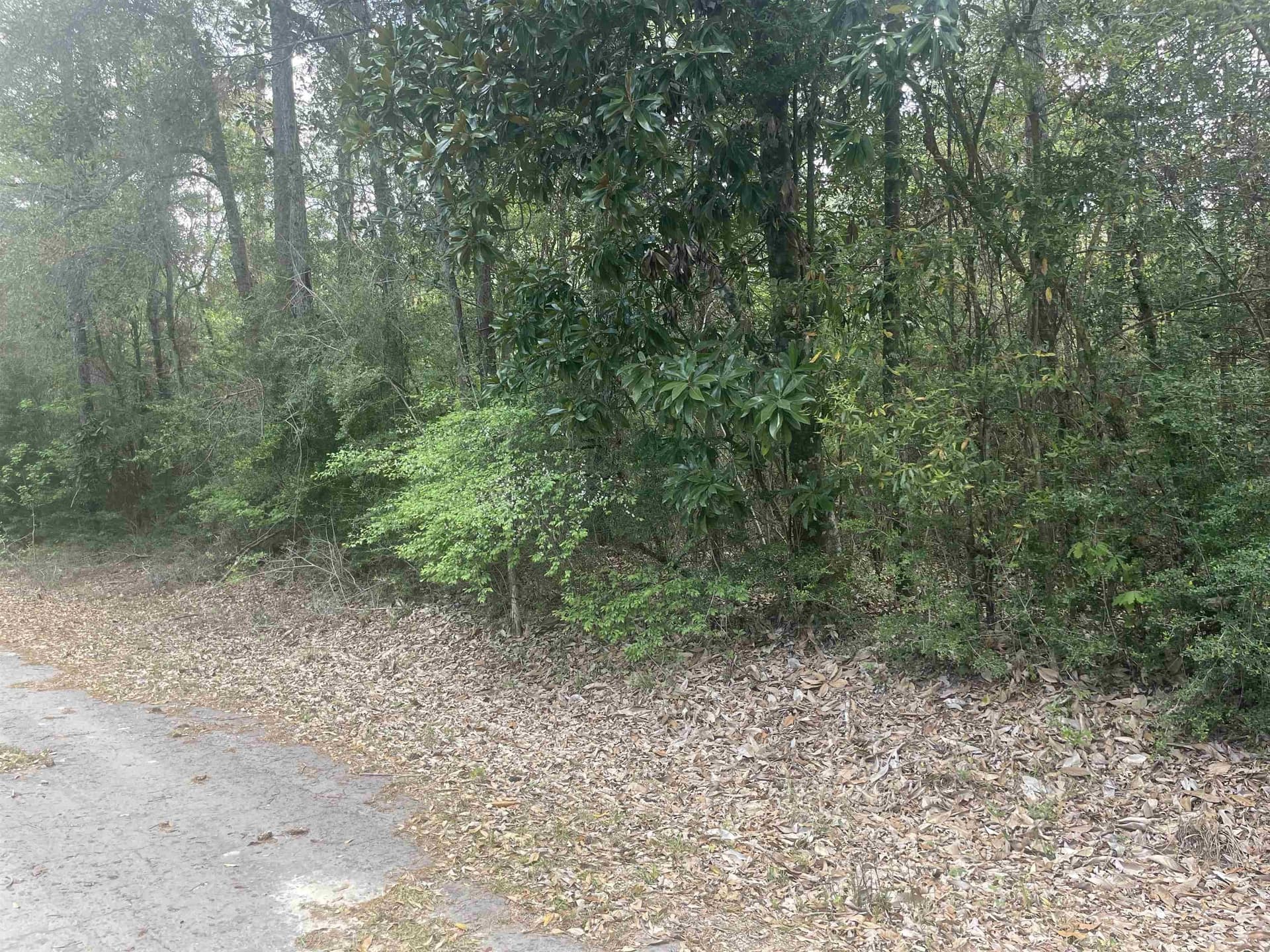 0.29 acres in Tyler County gallery image 3