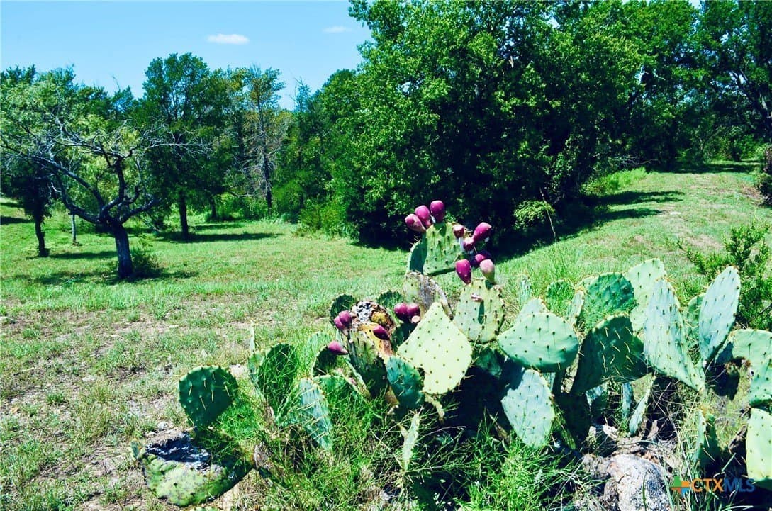 55.96 acres in Burnet County gallery image 4