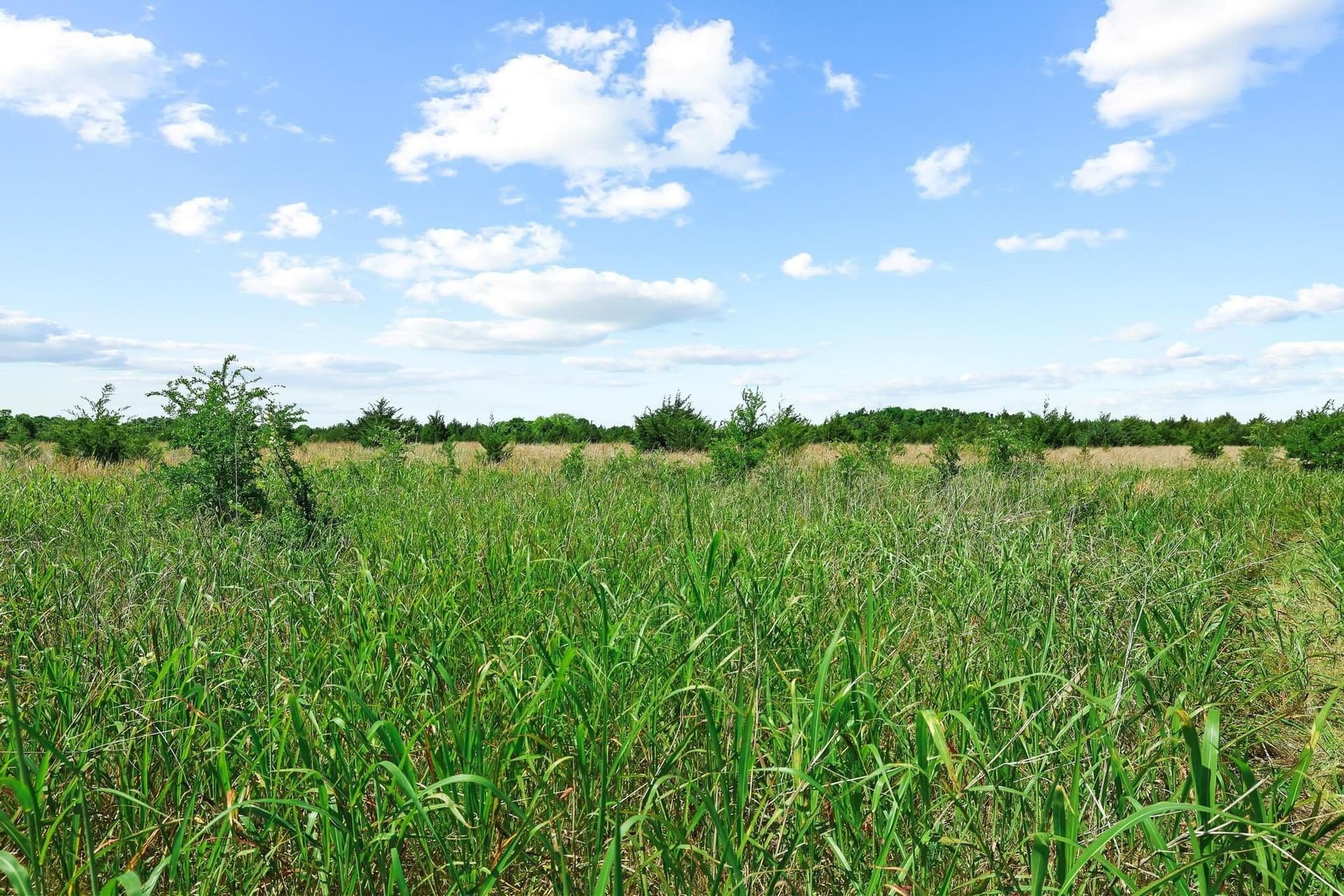 255.34 acres in Fannin County gallery image 2