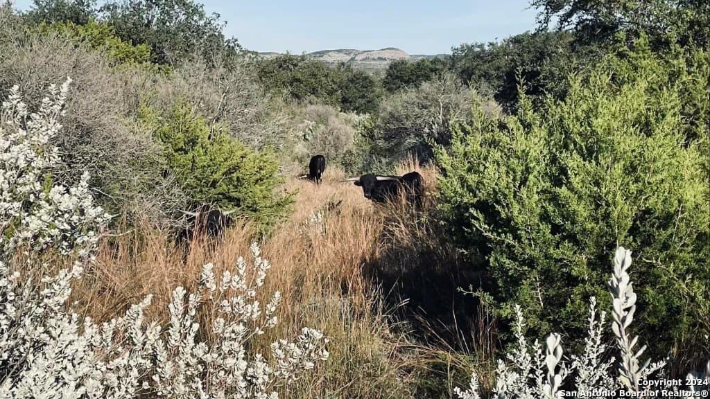 11.52 acres in Uvalde County - photo 32