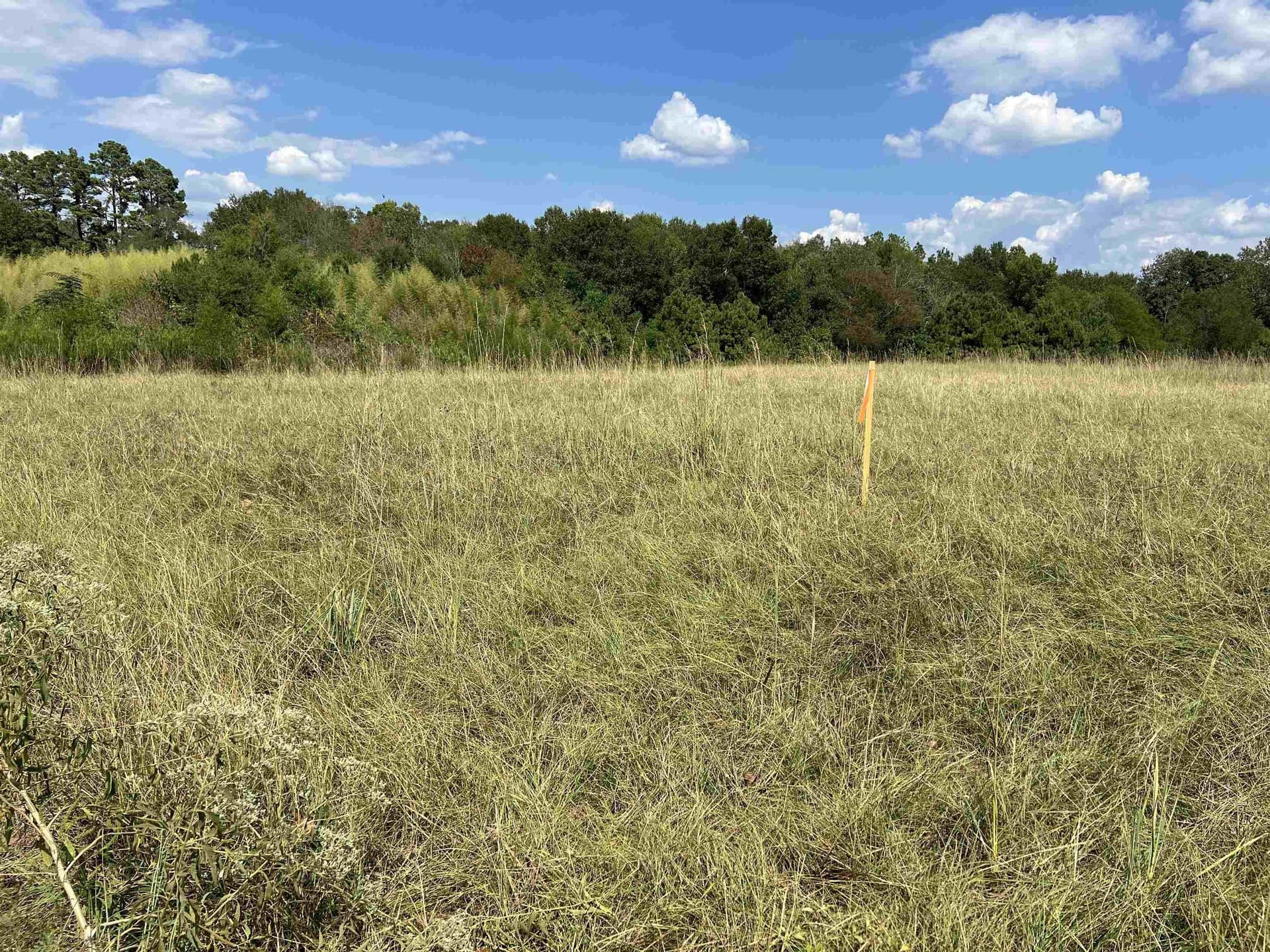 4 acres in Shelby County - photo 2