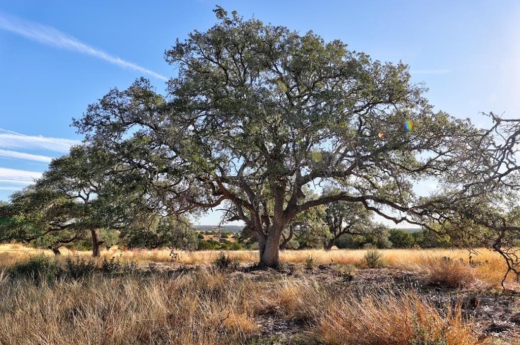 5.01 acres in Gillespie County - photo 8