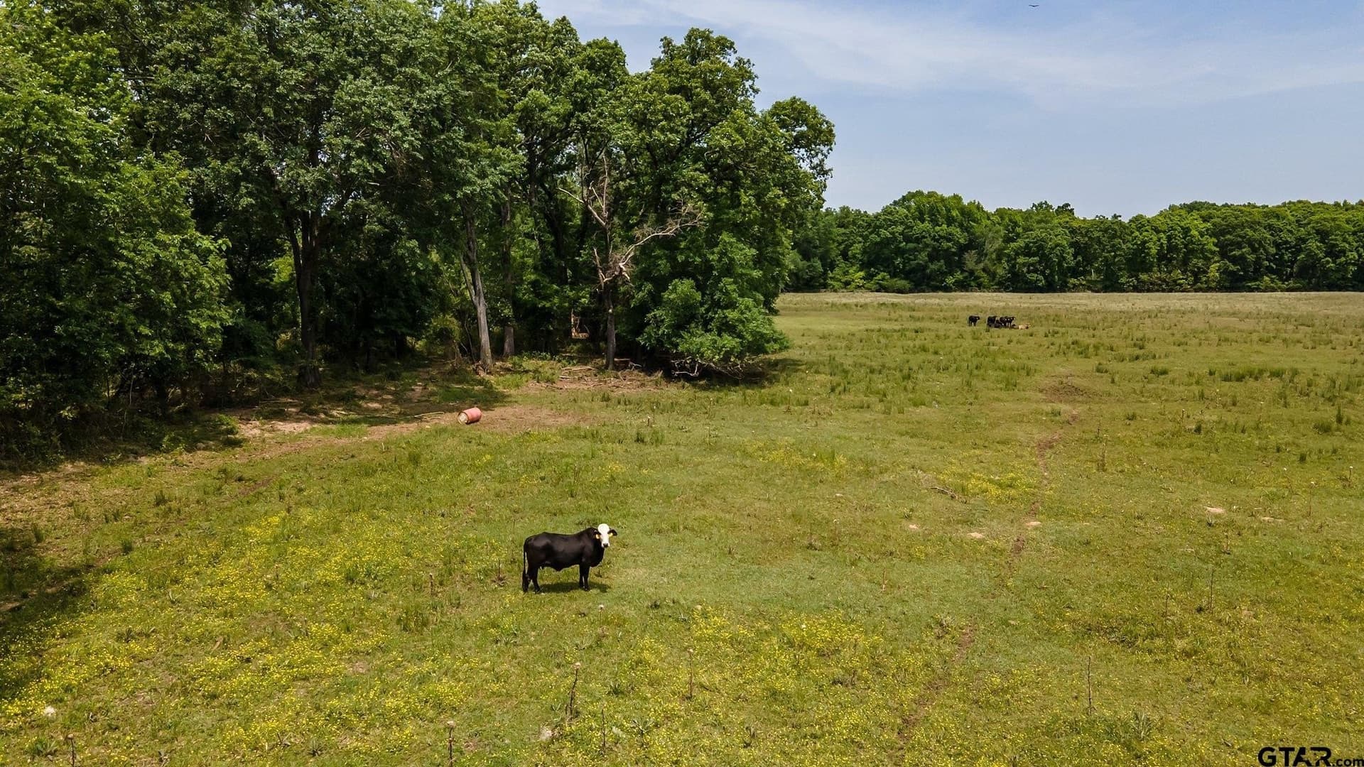 54.13 acres in Henderson County - photo 10