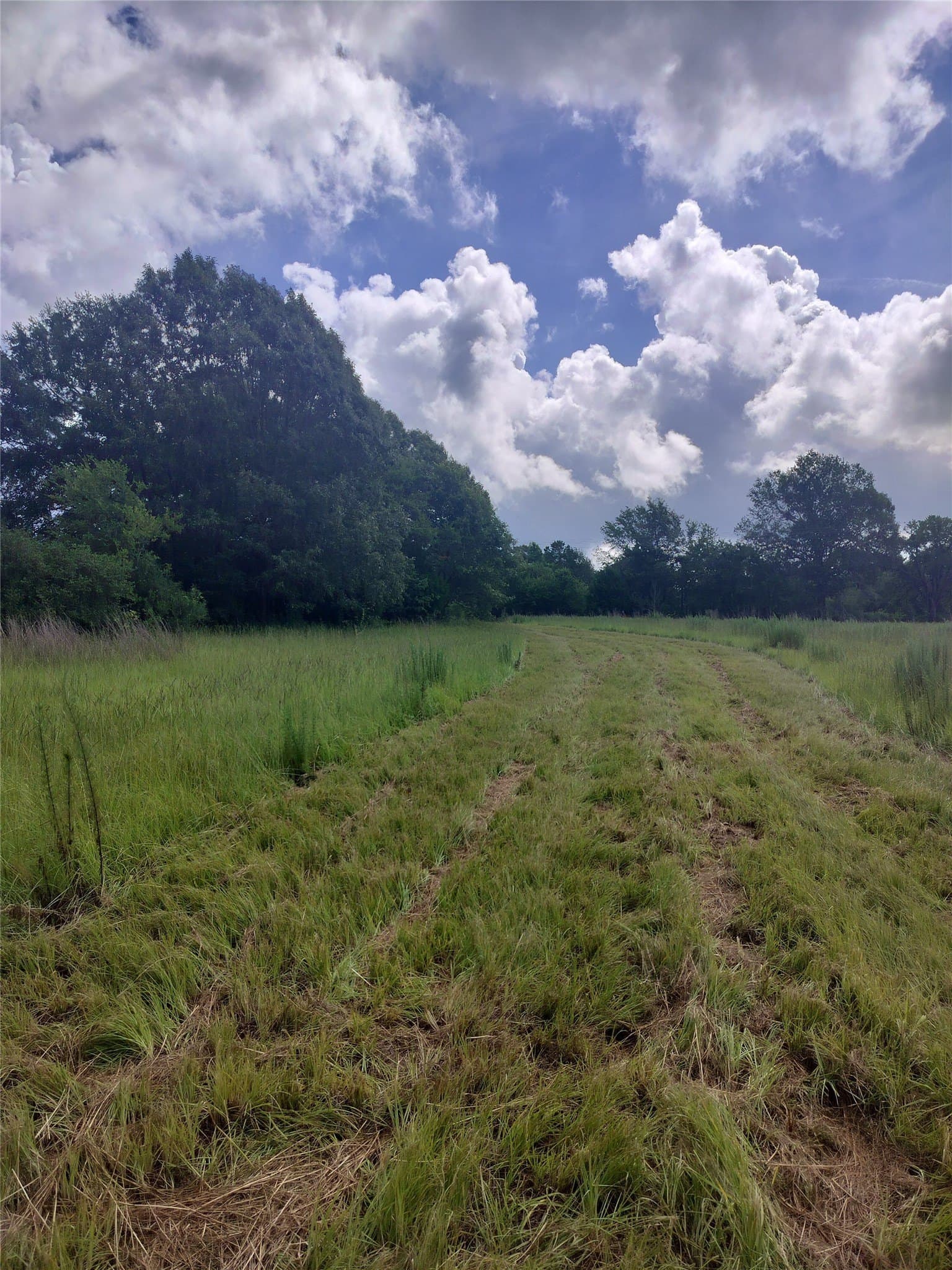 54.12 acres in Freestone County - photo 3