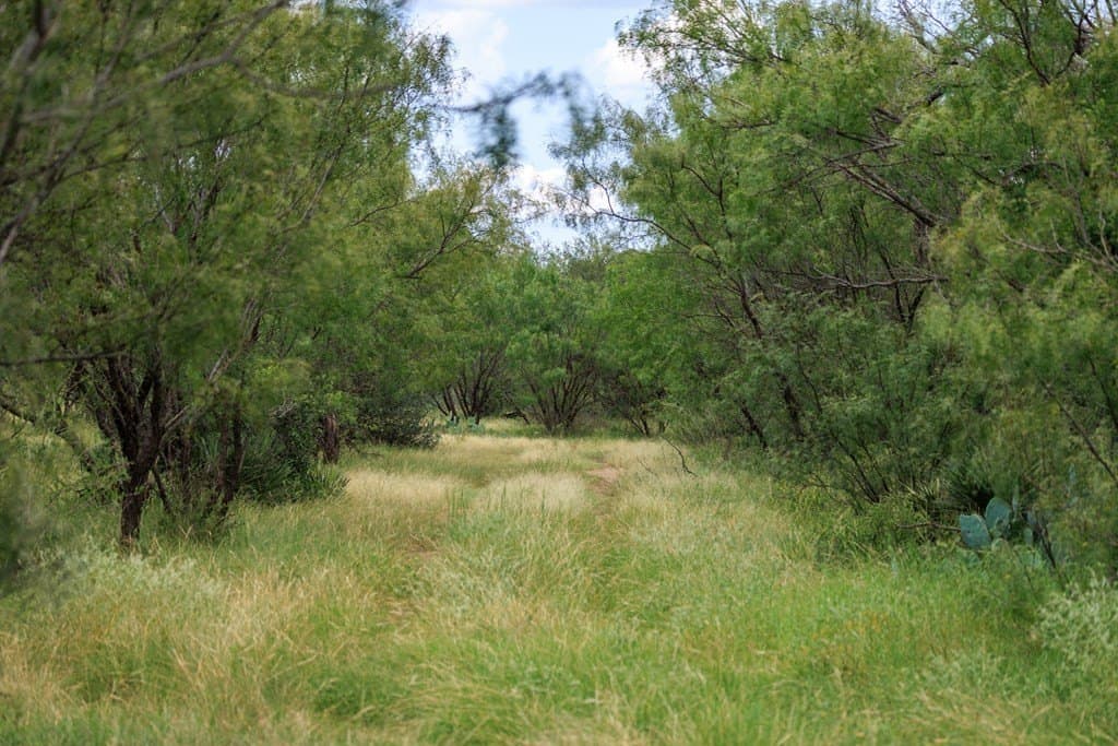 56 acres in Gillespie County featured view