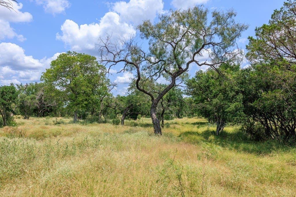 56 acres in Gillespie County gallery image 3