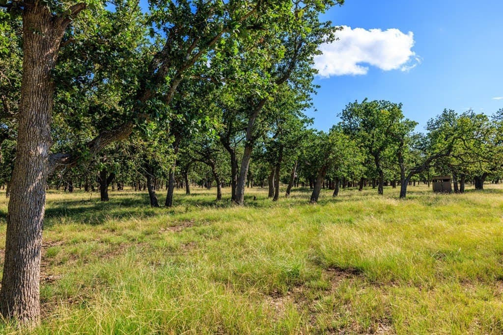 10.34 acres in Gillespie County gallery image 3