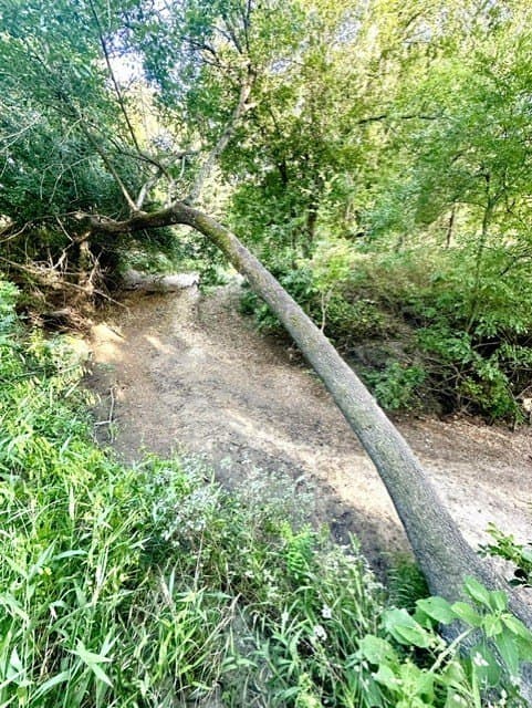 33.85 acres in Falls County - photo 11