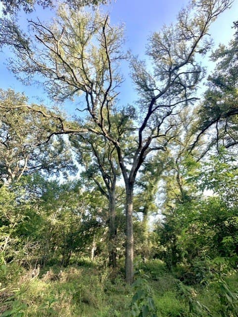 33.85 acres in Falls County - photo 10