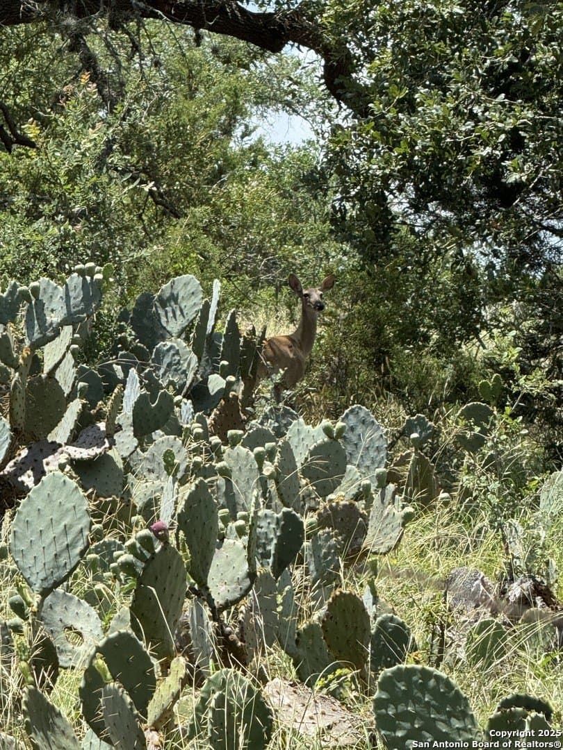 1.1 acres in Comal County - photo 20