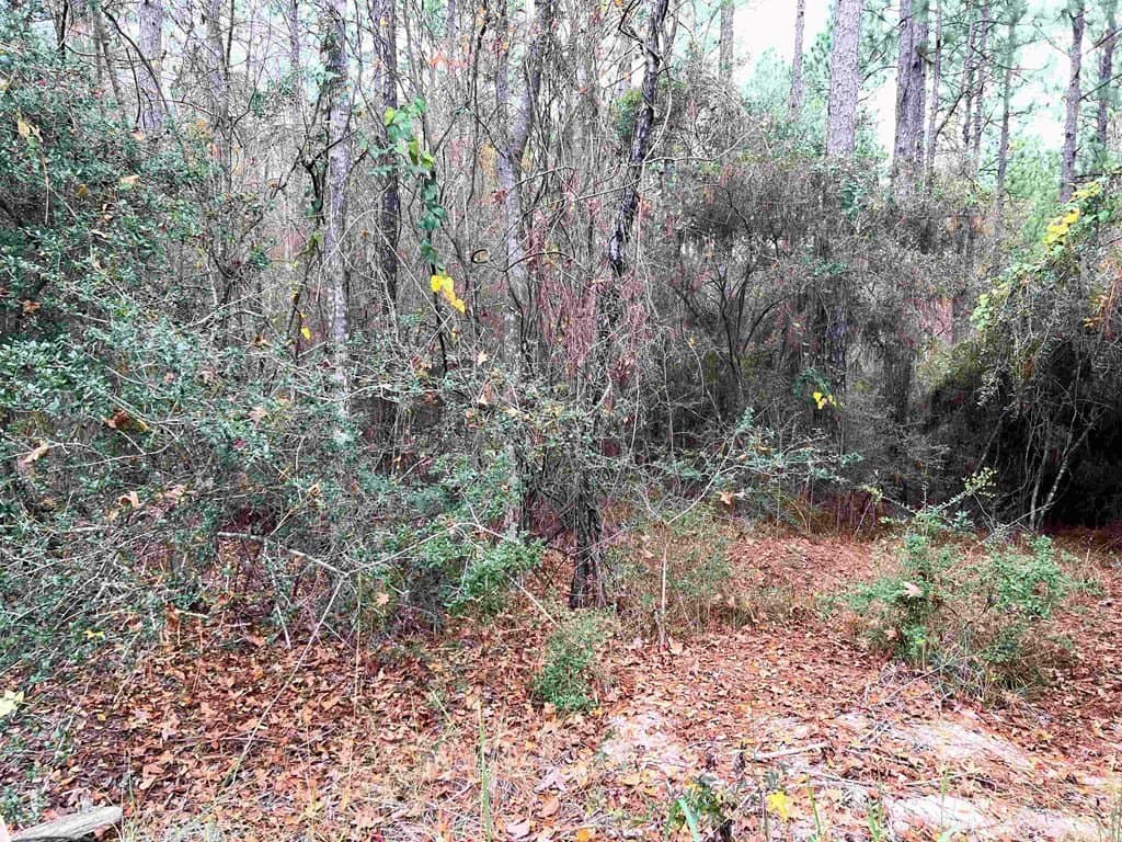 0.25 acres in Texas County gallery image 4