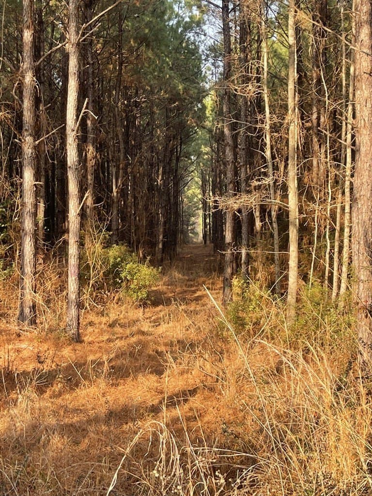 10.05 acres in Texas County gallery image 4