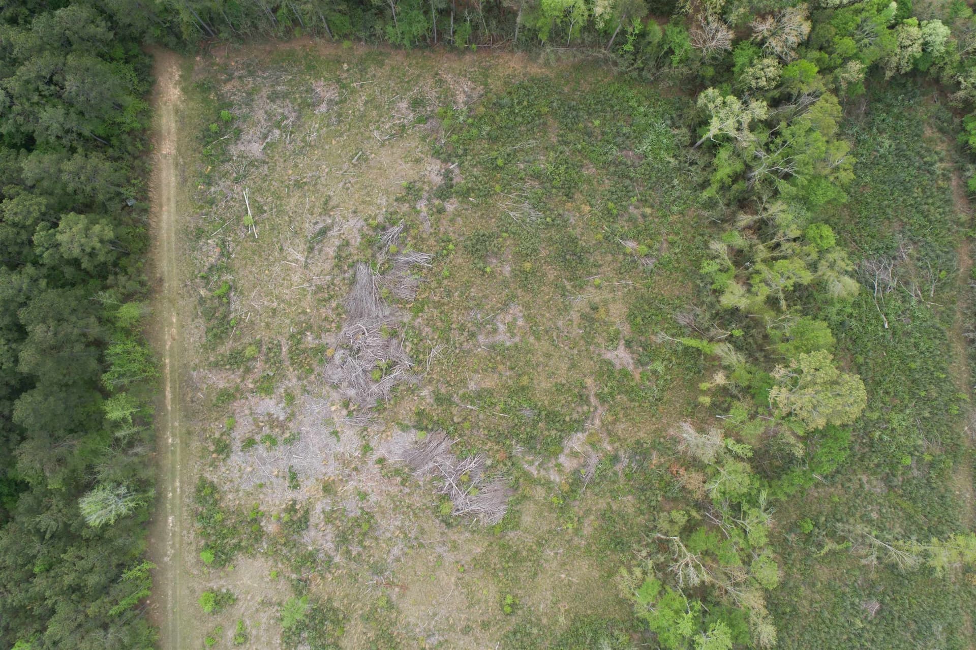 5.06 acres in Panola County gallery image 3