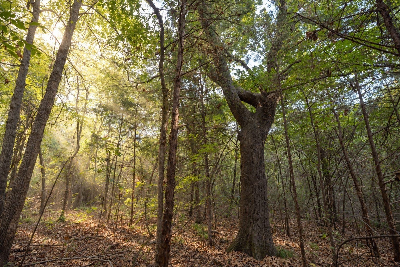 220.17 acres in Cherokee County - photo 9