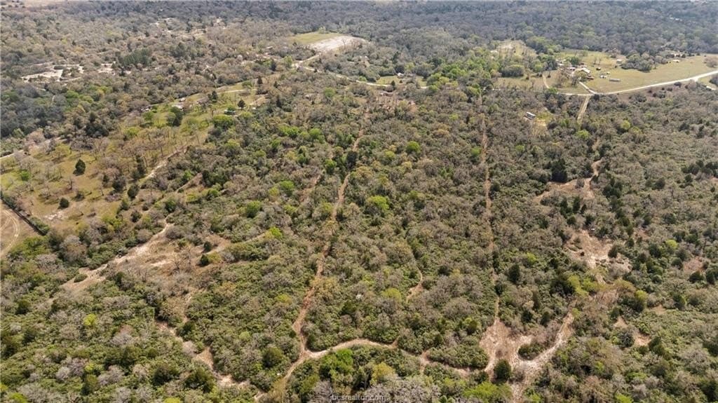 20 acres in Leon County gallery image 2