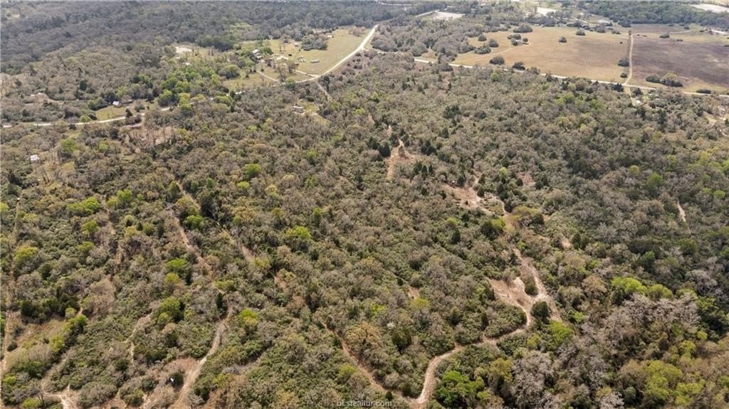 20 acres in Leon County gallery image 4