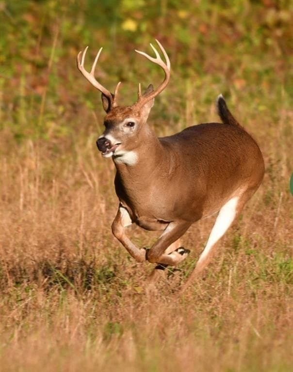 10.1 acres in Johnson County gallery image 4