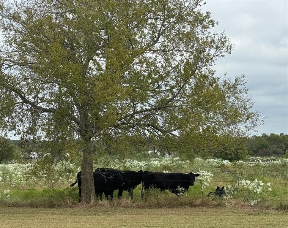 70.91 acres in Kaufman County gallery image 3