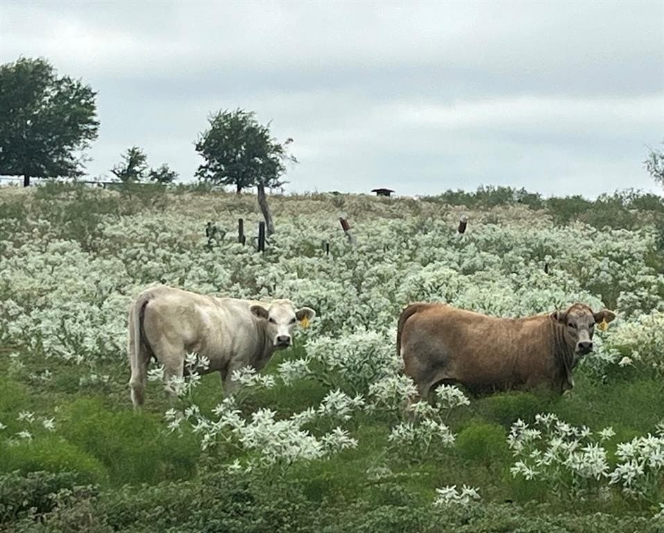 70.91 acres in Kaufman County