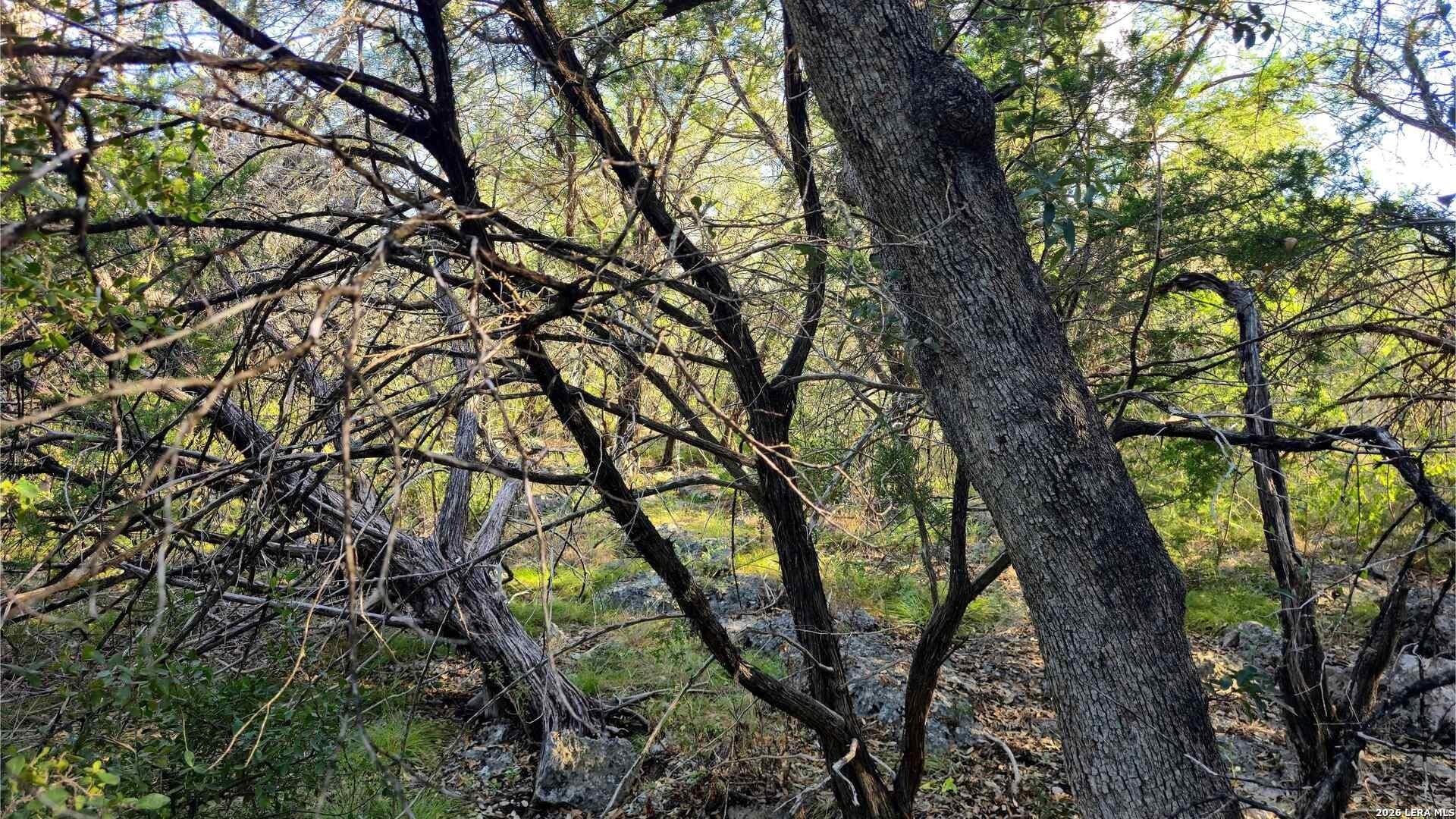 0.31 acres in Comal County - photo 27