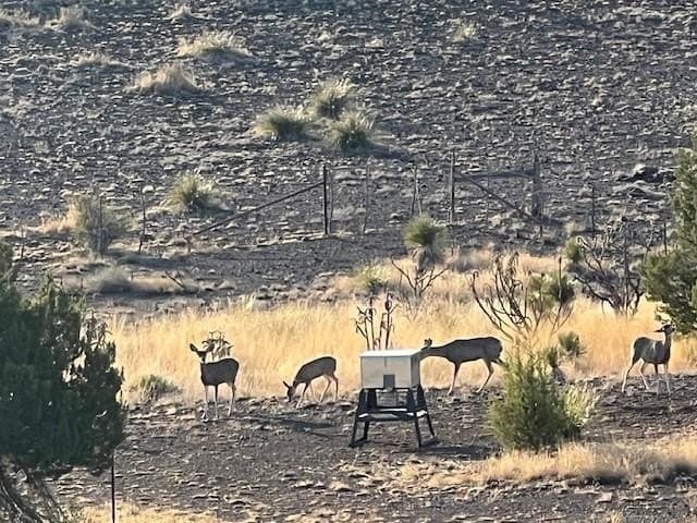 50 acres in Brewster County - photo 51