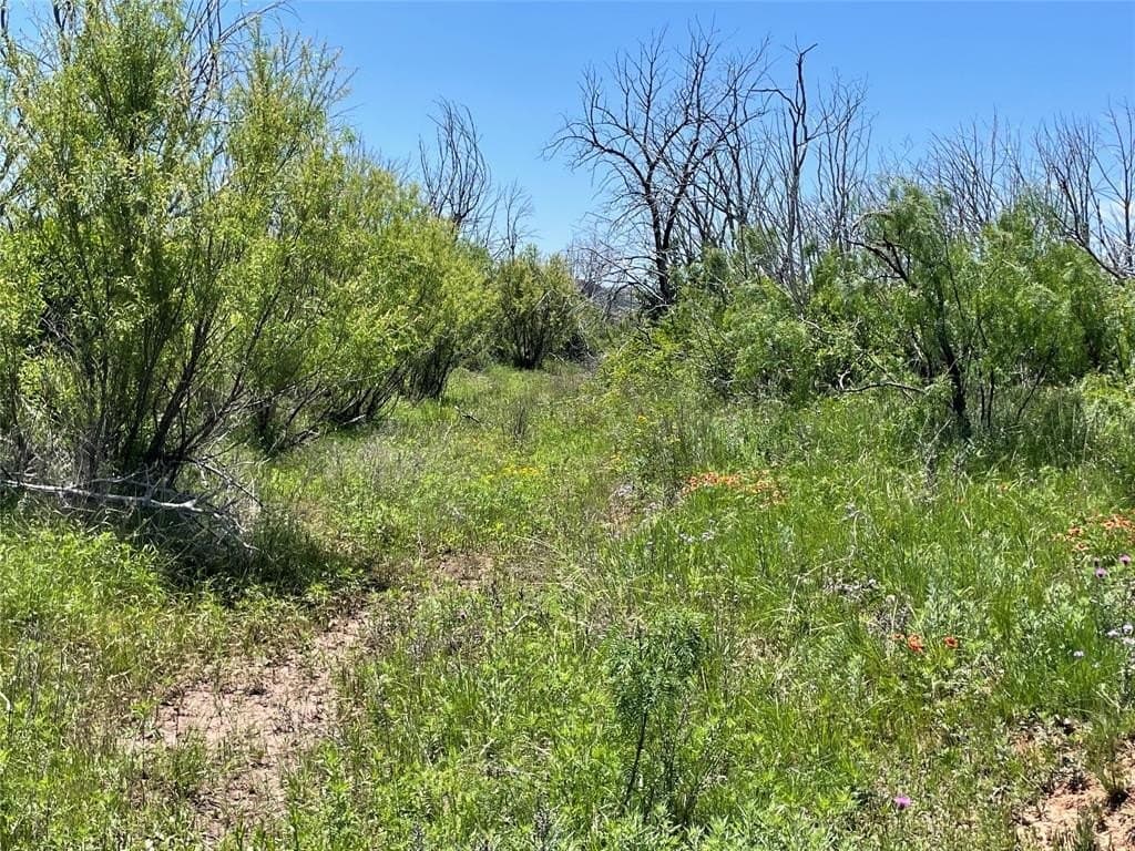 100 acres in Taylor County gallery image 2